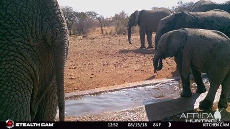 South Africa Trail Cam Pictures Elephant