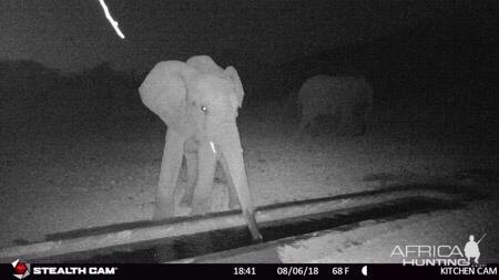 South Africa Trail Cam Pictures Elephant