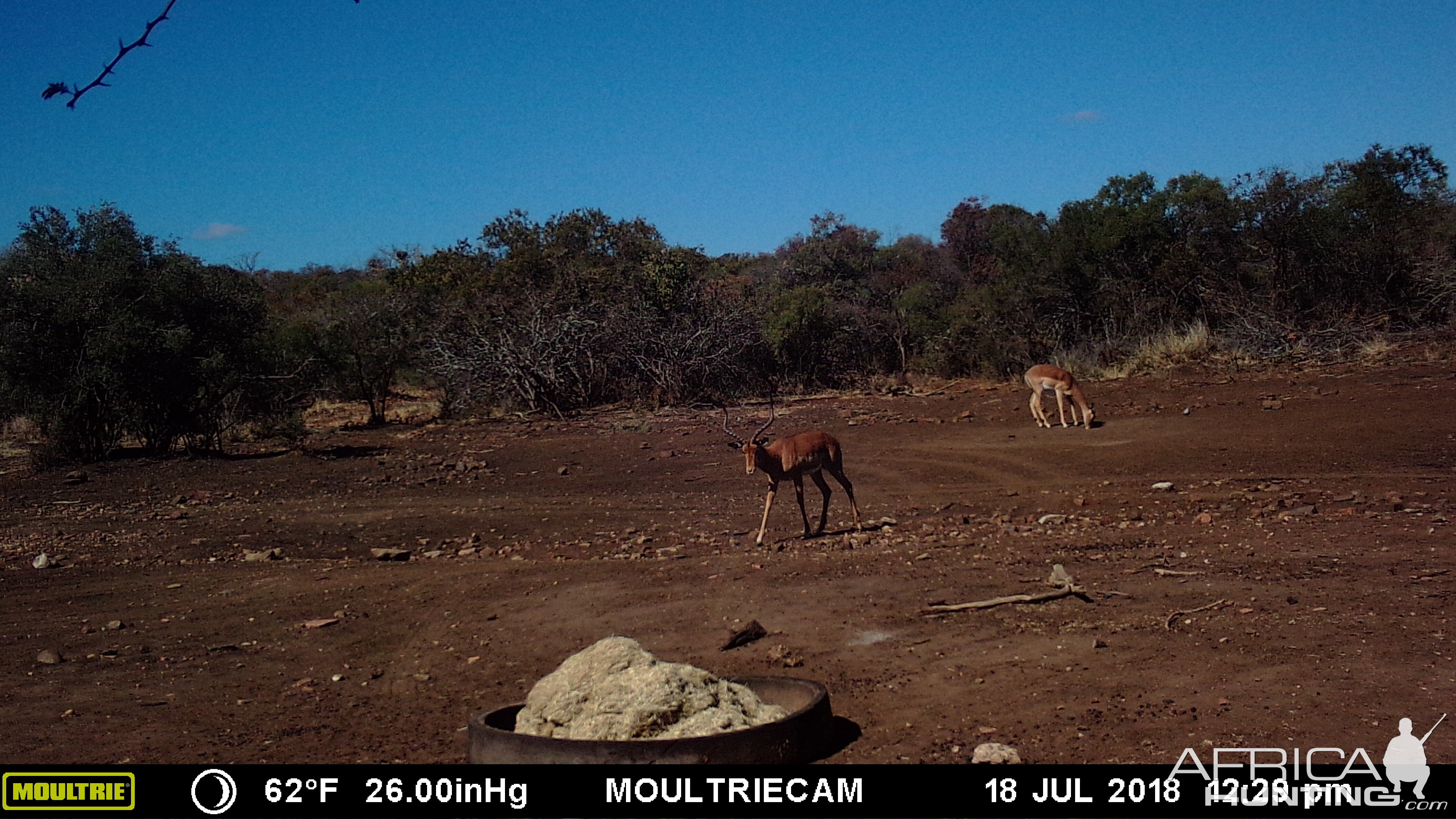 South Africa Trail Cam Pictures Impala