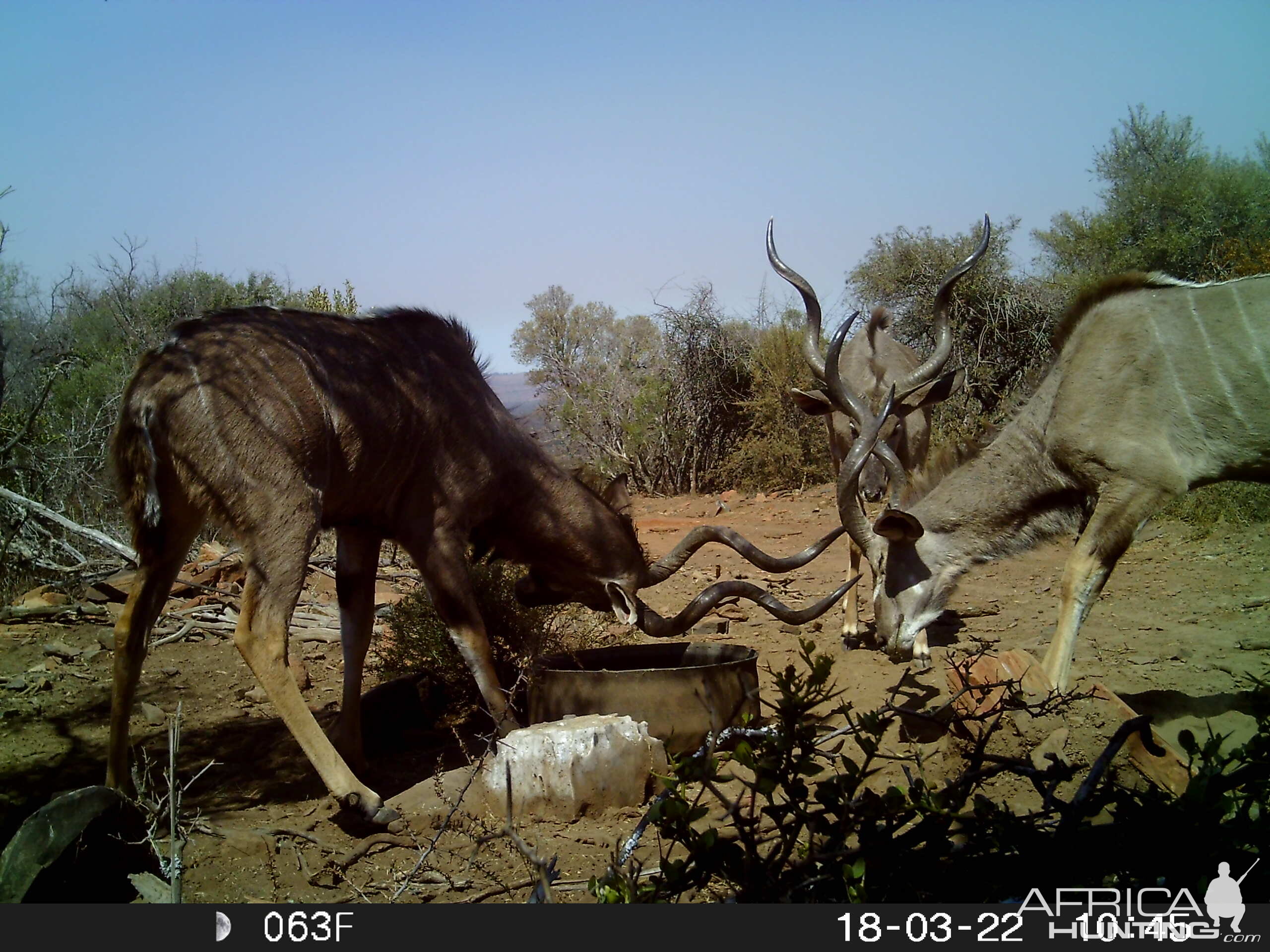 South Africa Trail Cam Pictures Kudu