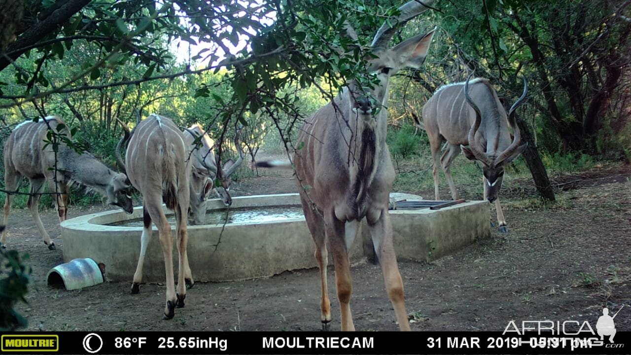 South Africa Trail Cam Pictures Kudu