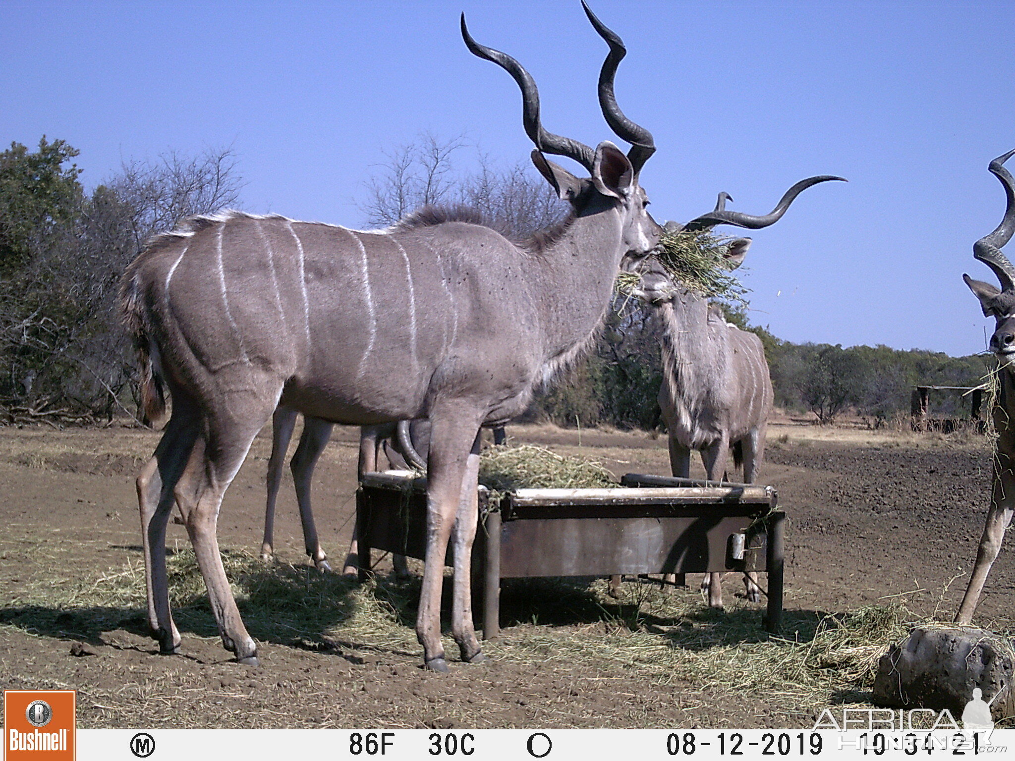 South Africa Trail Cam Pictures Kudu