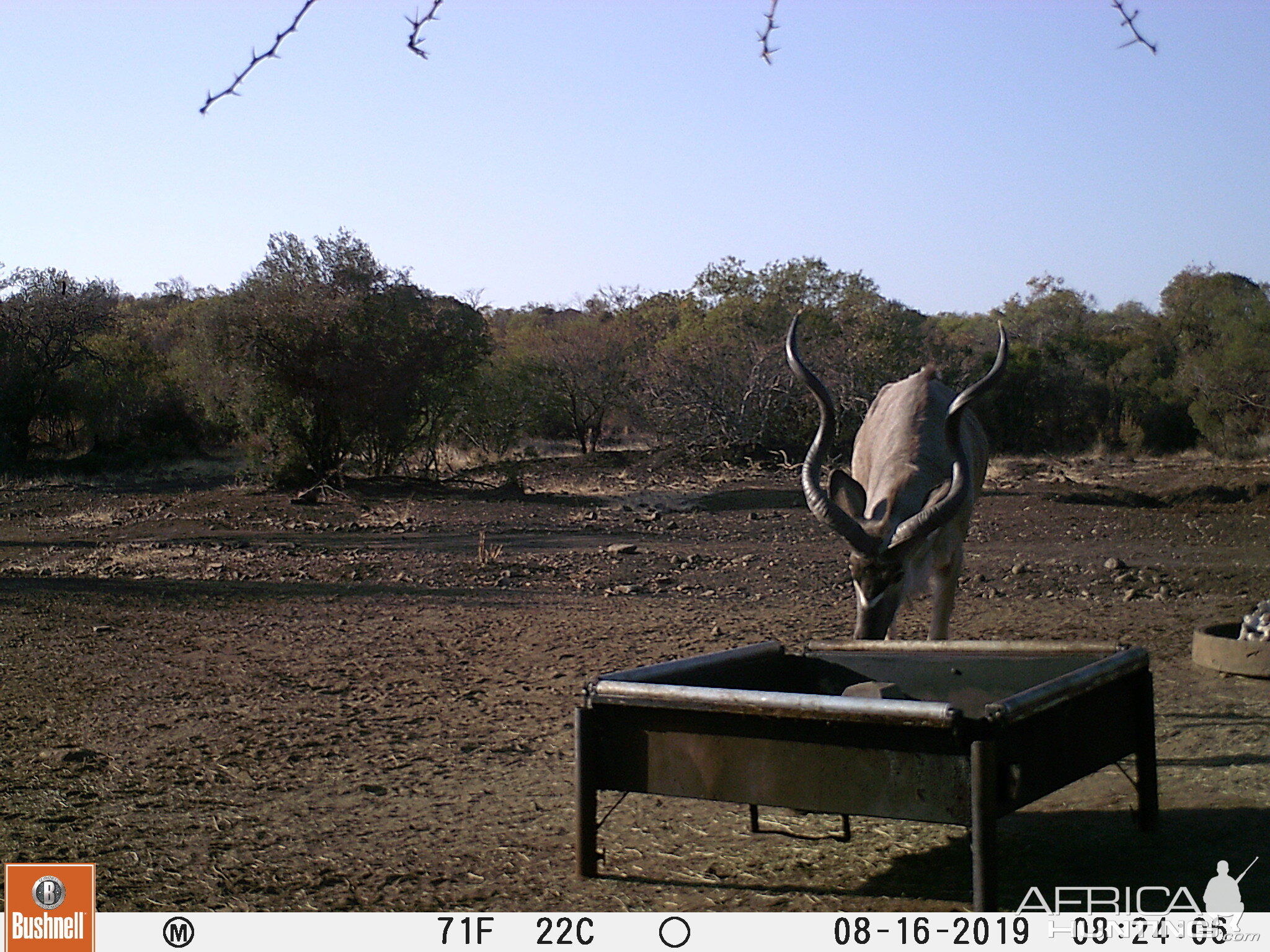 South Africa Trail Cam Pictures Kudu