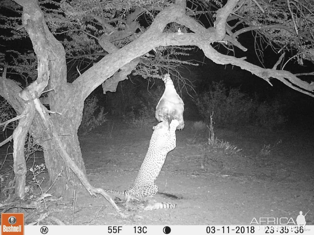 South Africa Trail Cam Pictures Leopard