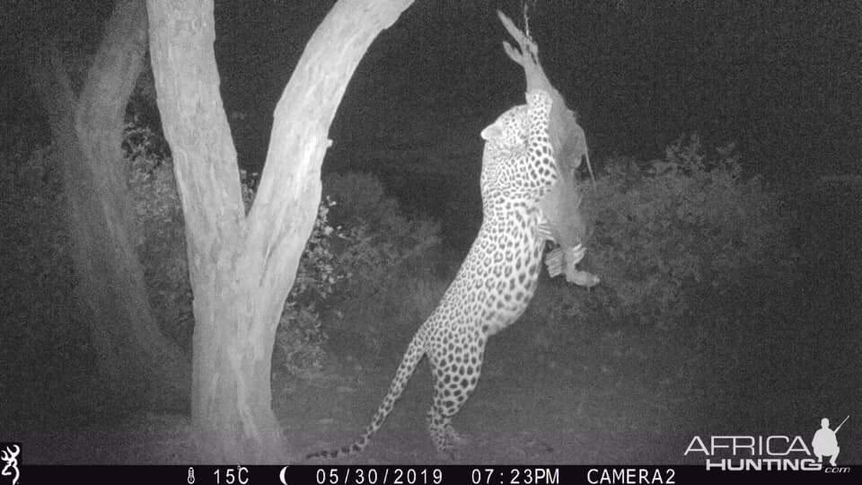 South Africa Trail Cam Pictures Leopard