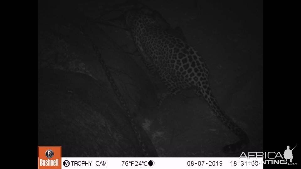 South Africa Trail Cam Pictures Leopard