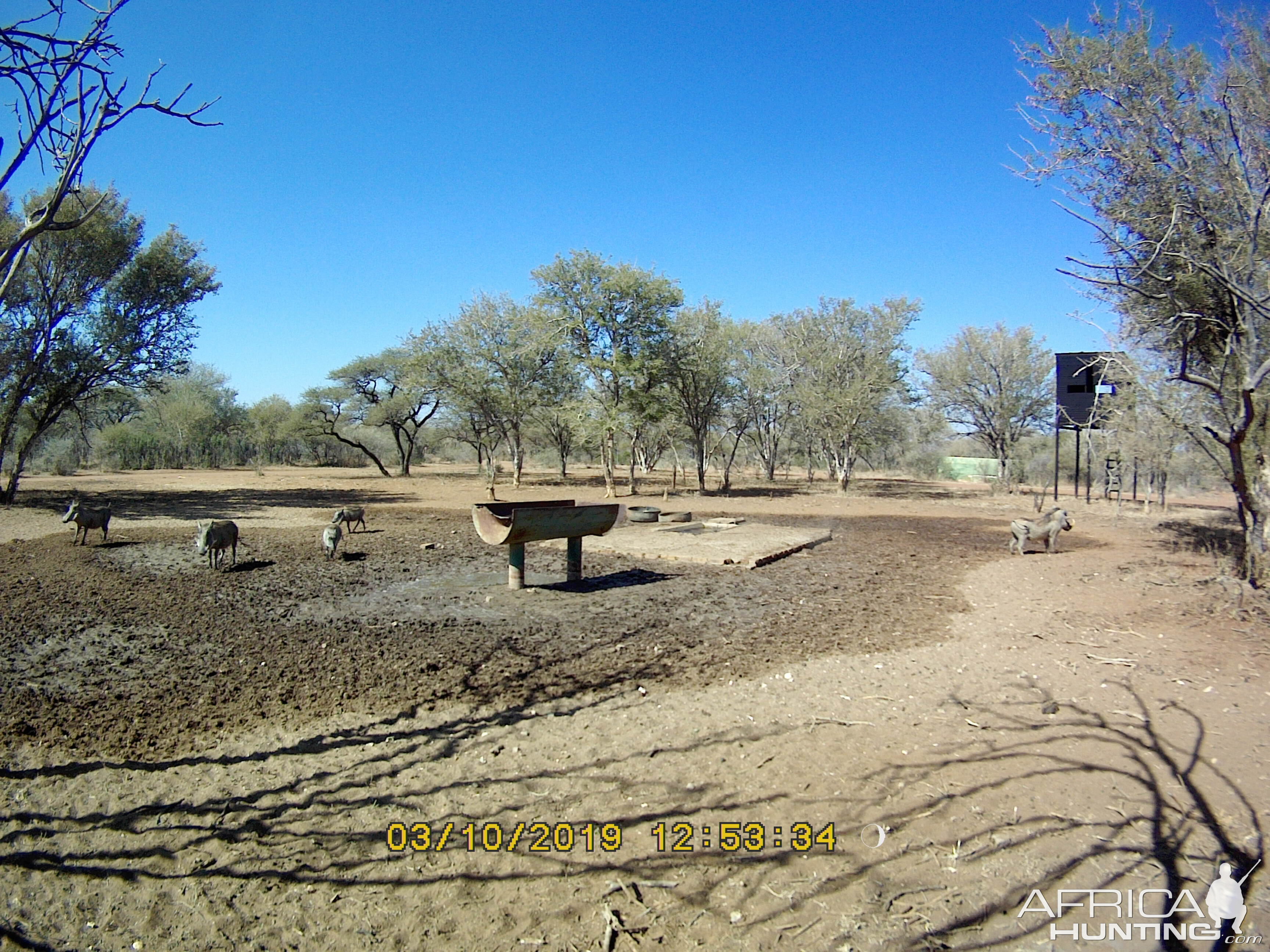 South Africa Trail Cam Pictures Warthog