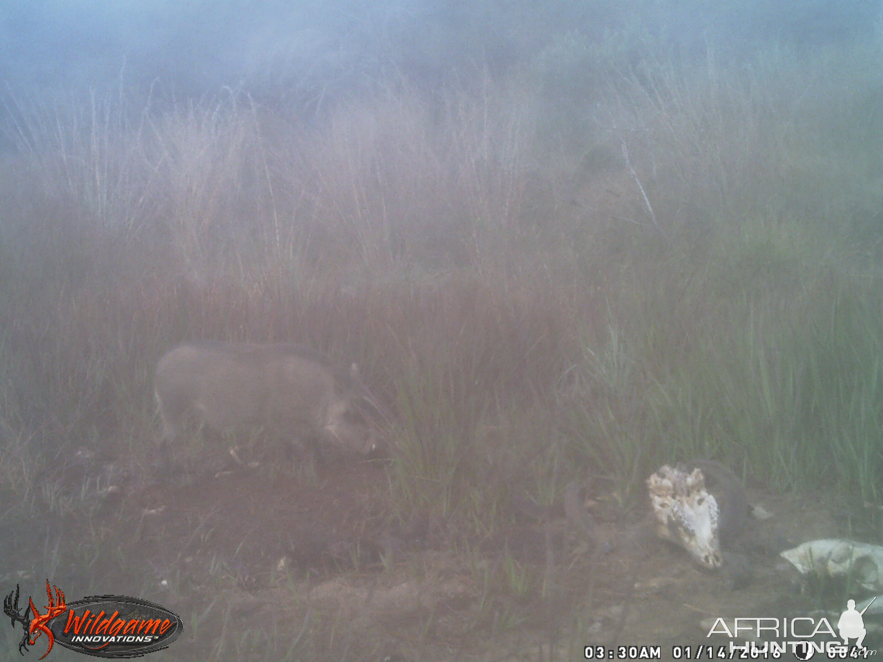 South Africa Trail Cam Warthog