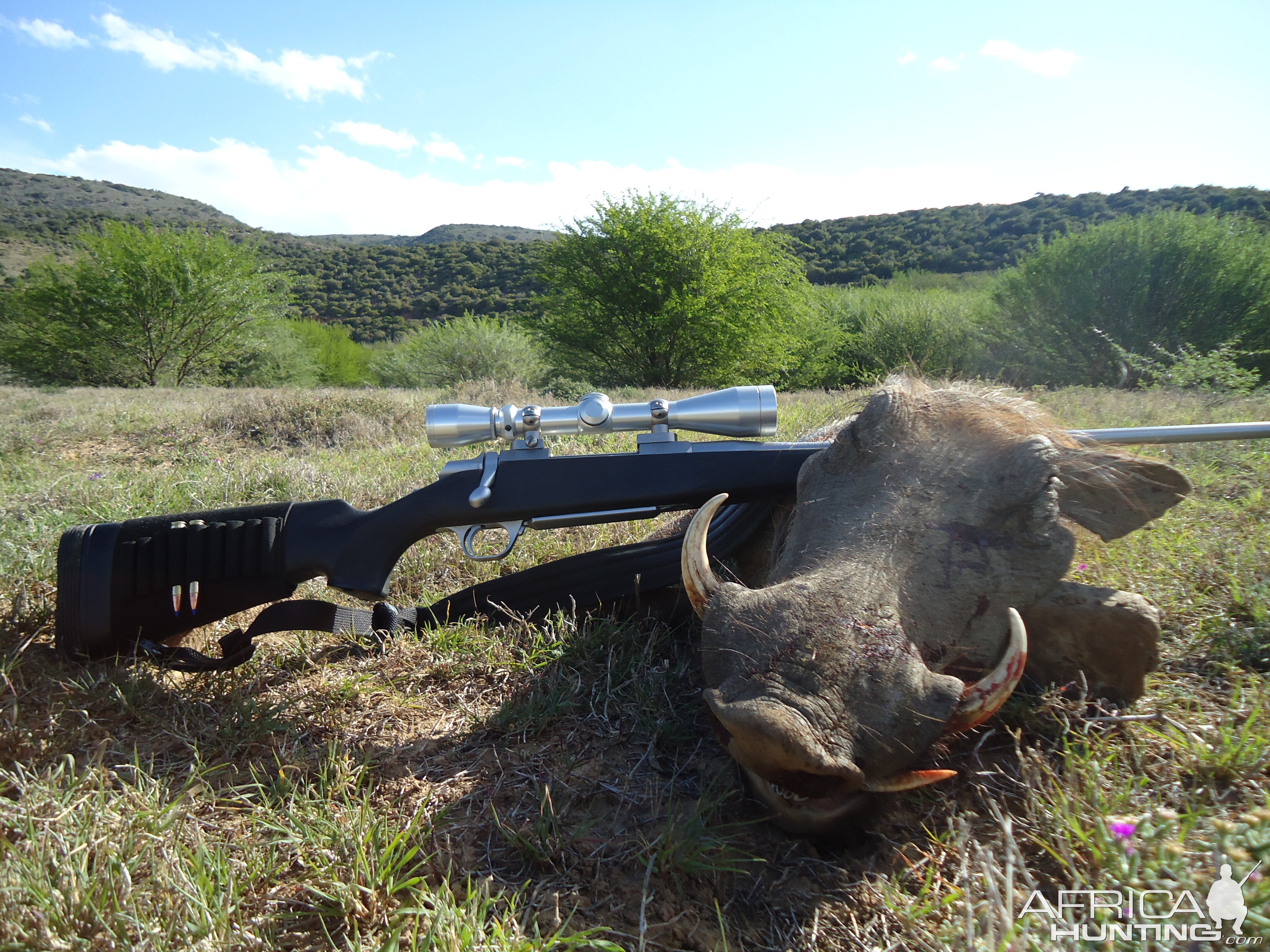 South Africa Warthog Hunt