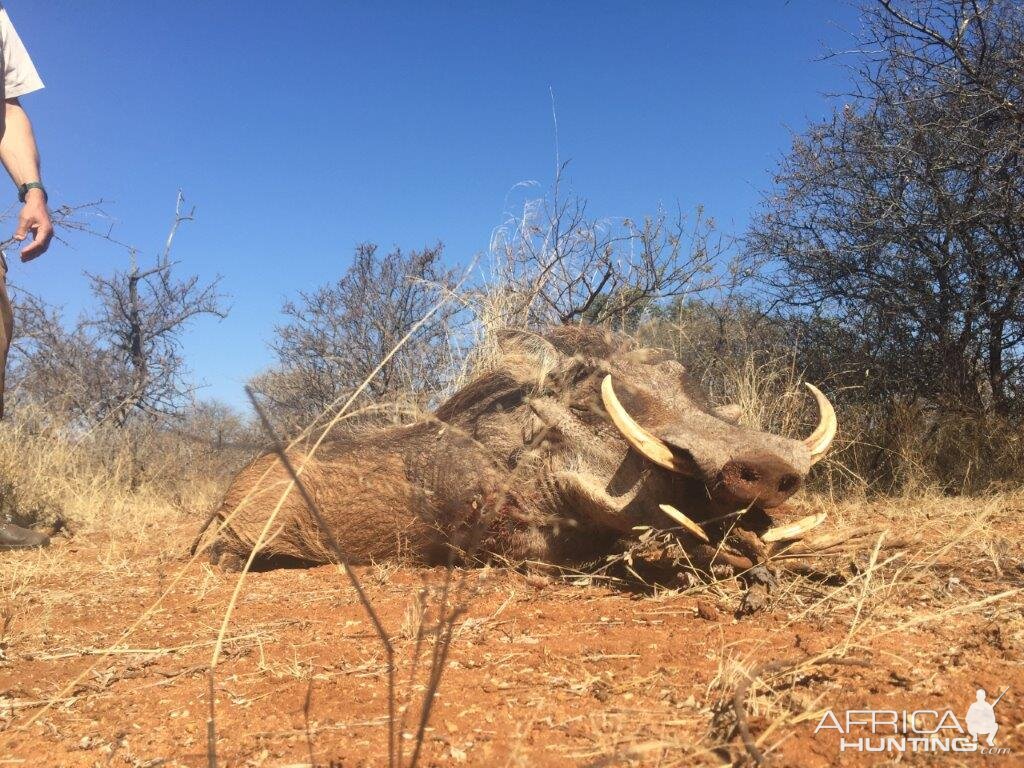 South Africa Warthog Hunt