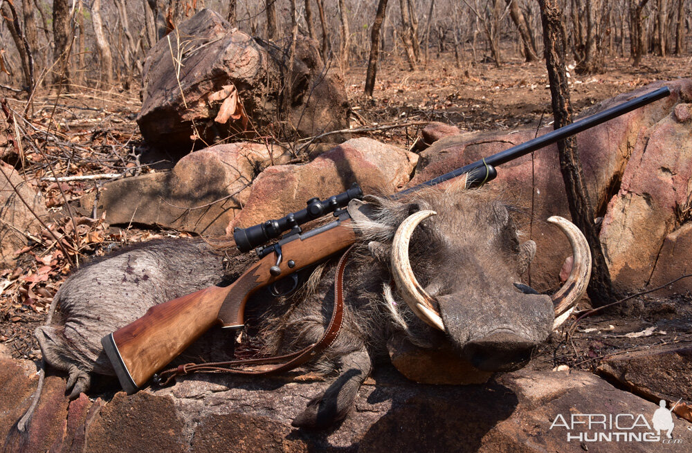 South Africa Warthog Hunt