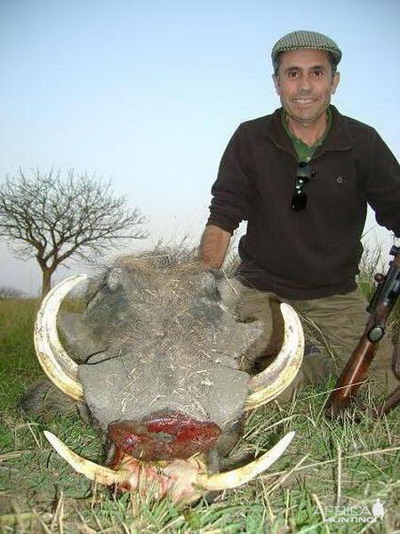 South Africa Warthog Hunt