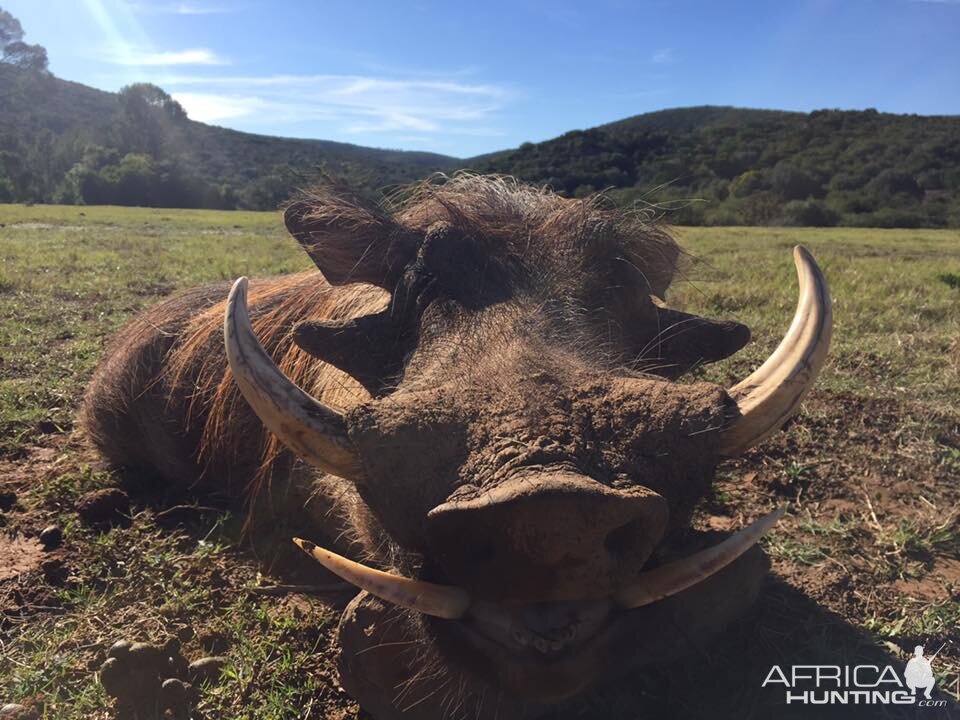 South Africa Warthog