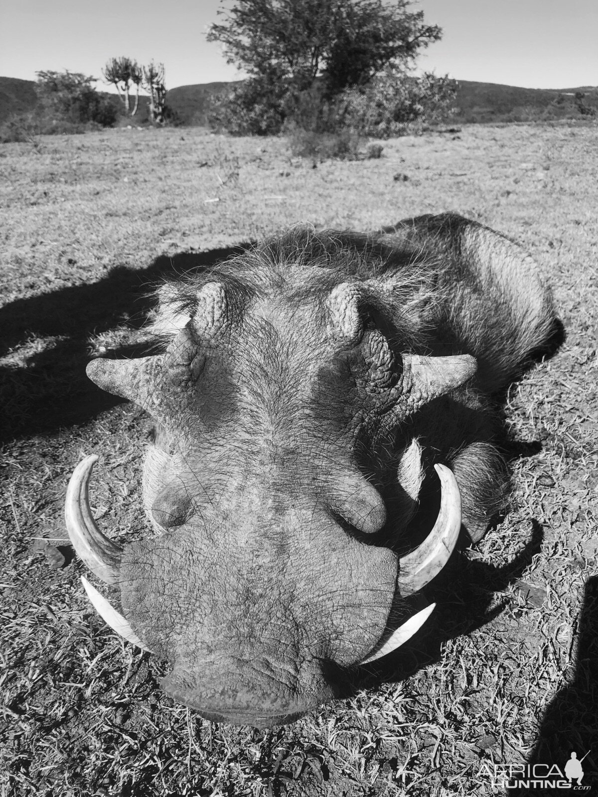 South Africa Warthog