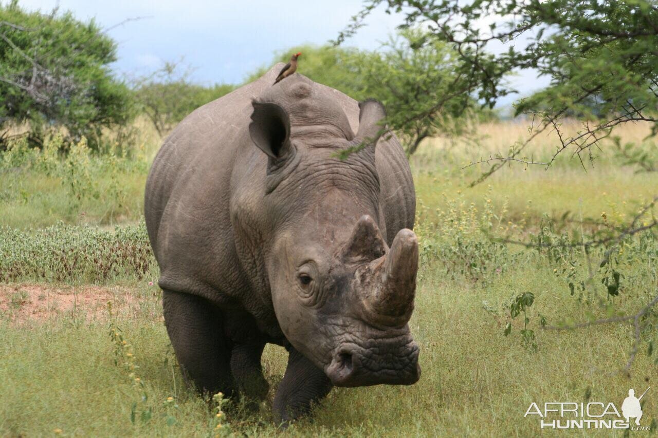 South Africa White Rhino