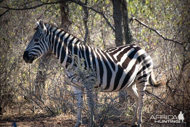 South Africa Zebra