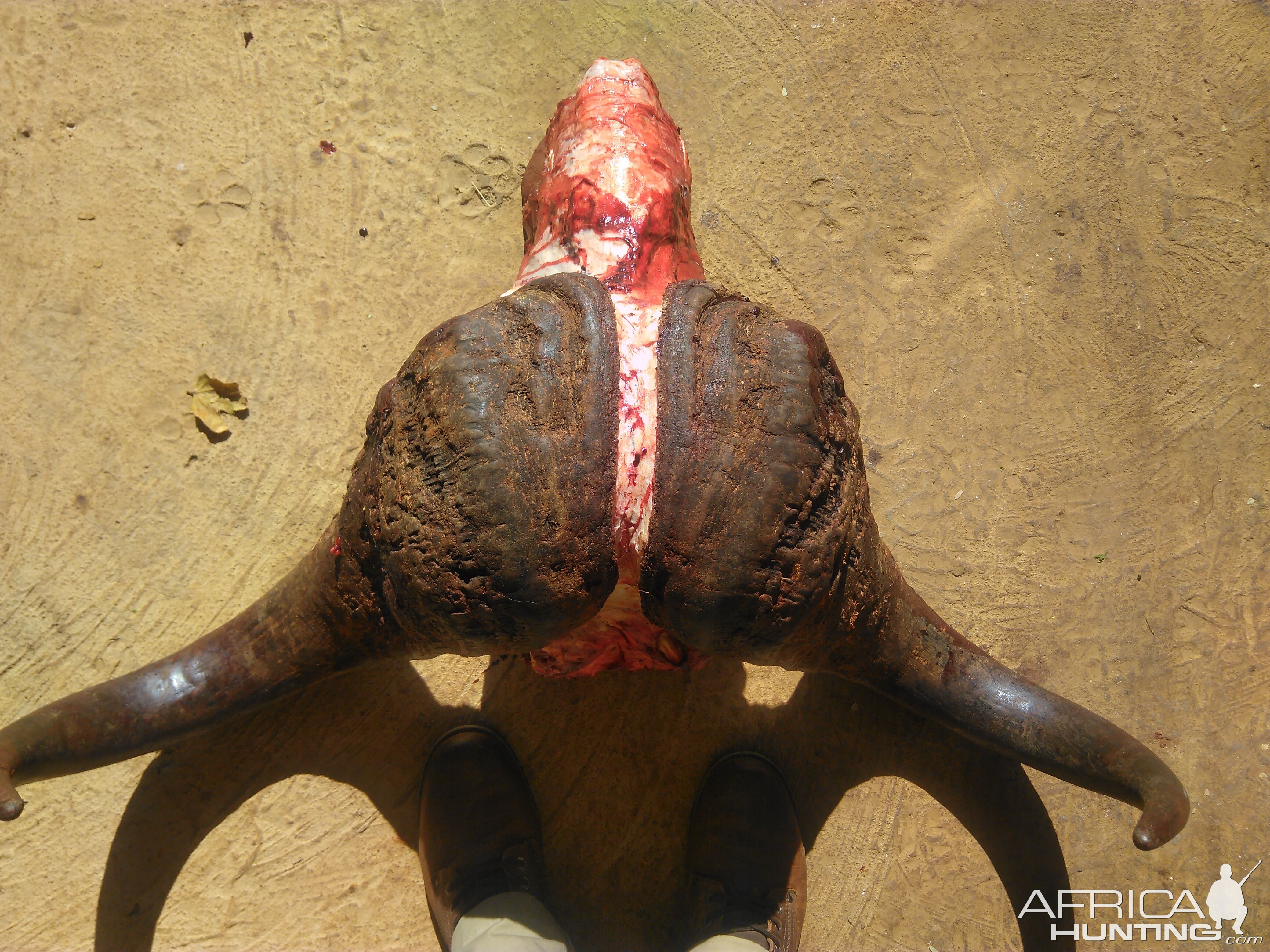 South AfricaCape Buffalo Hunt