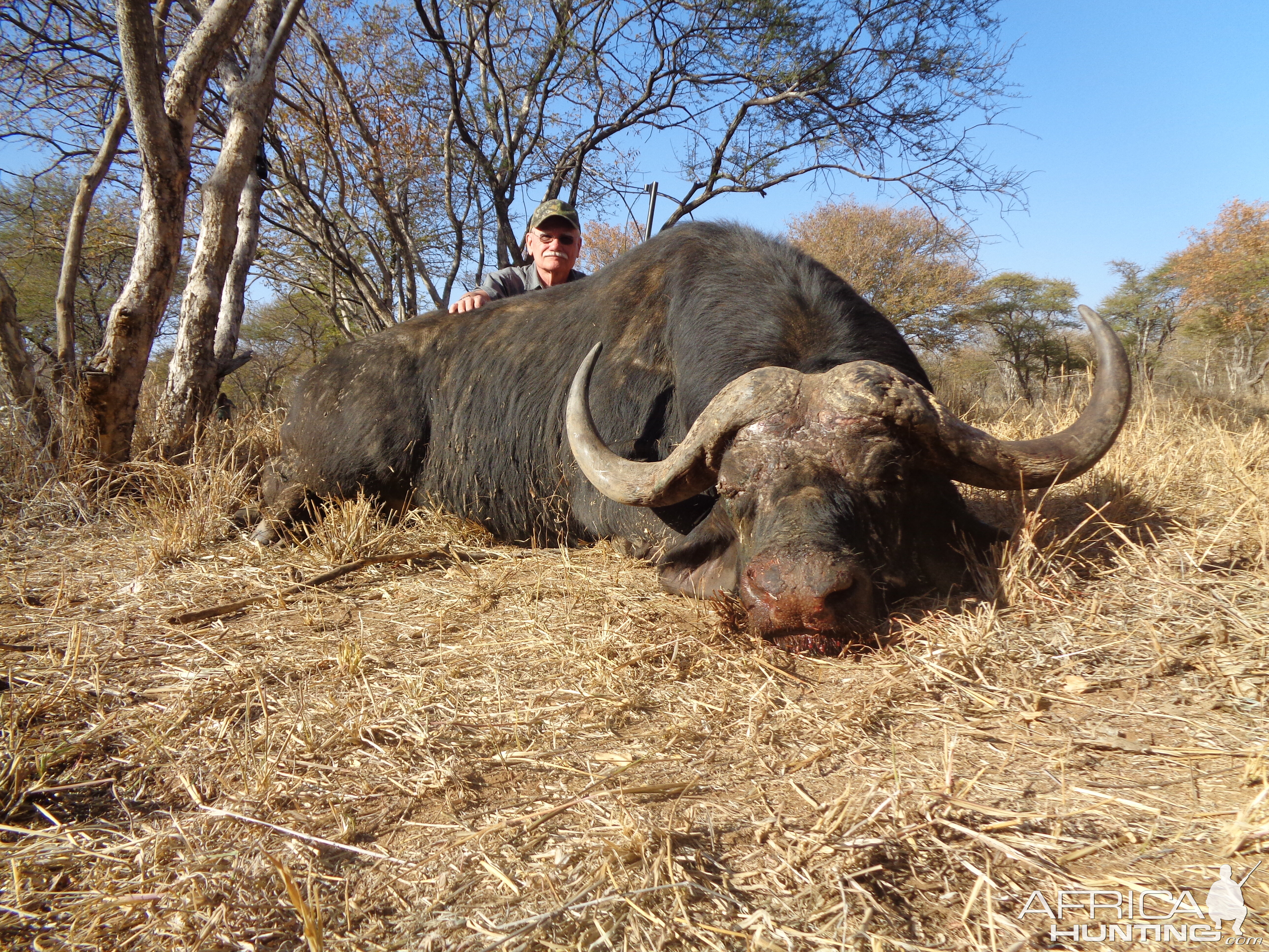 South African buffalo hunting at its best