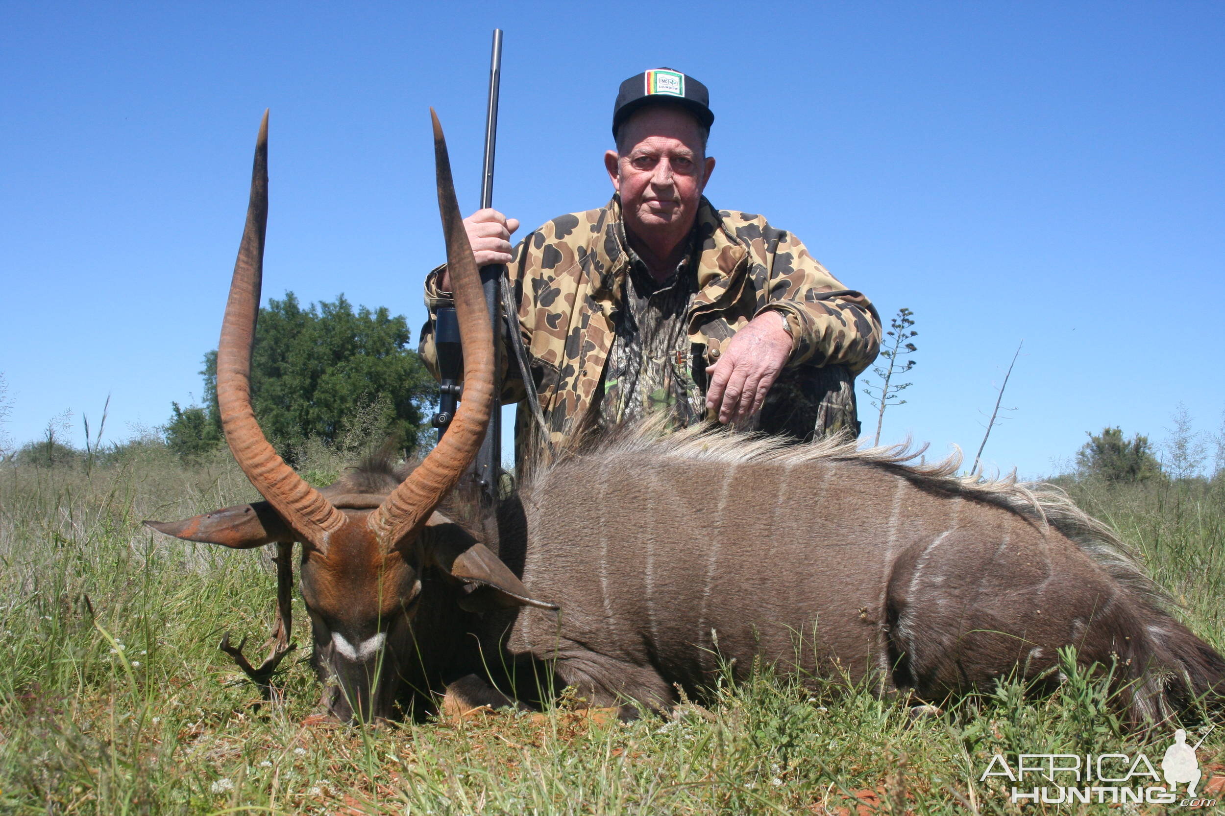 South African Nyala