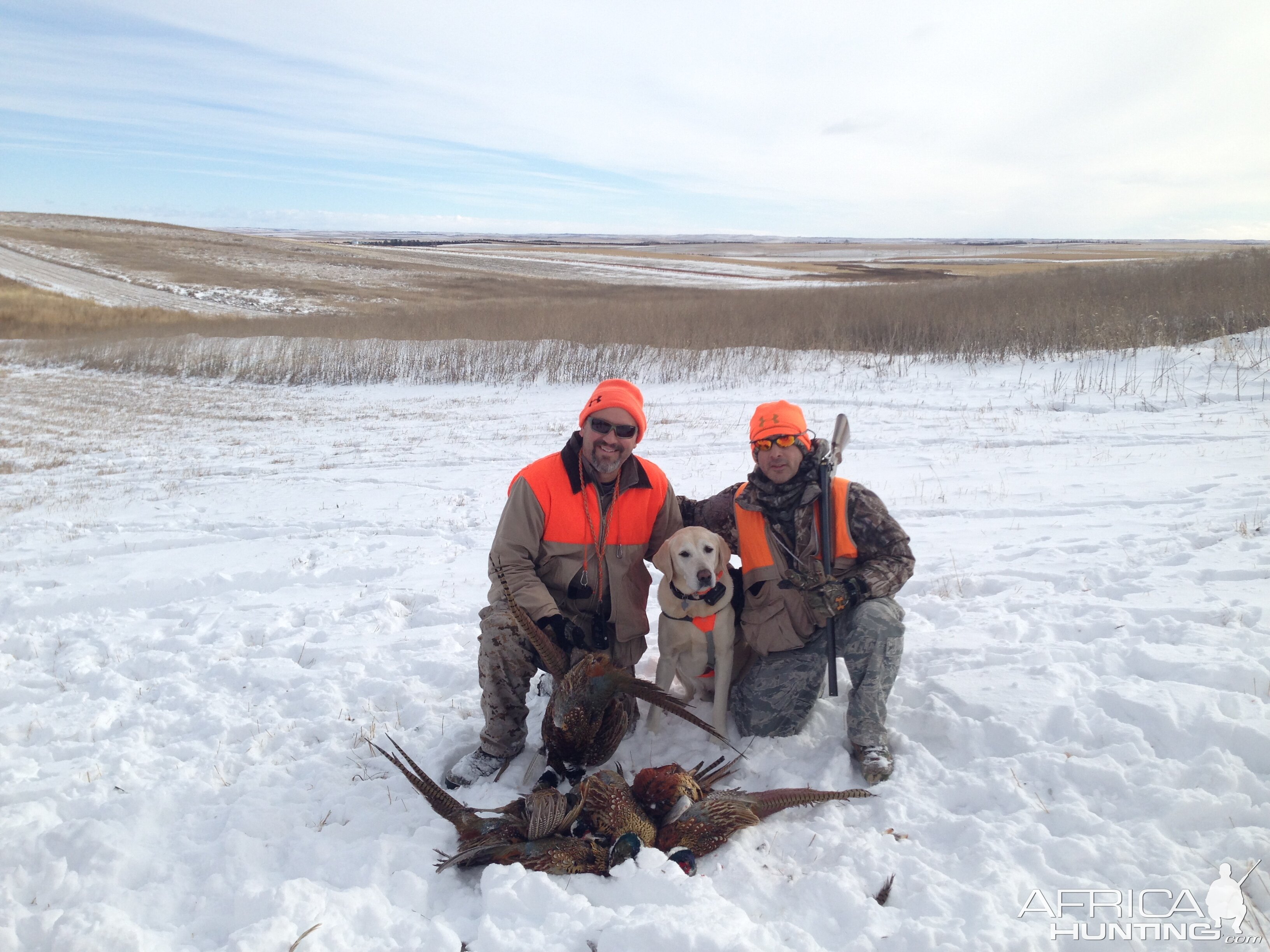 South Dakota Pheasant hunting