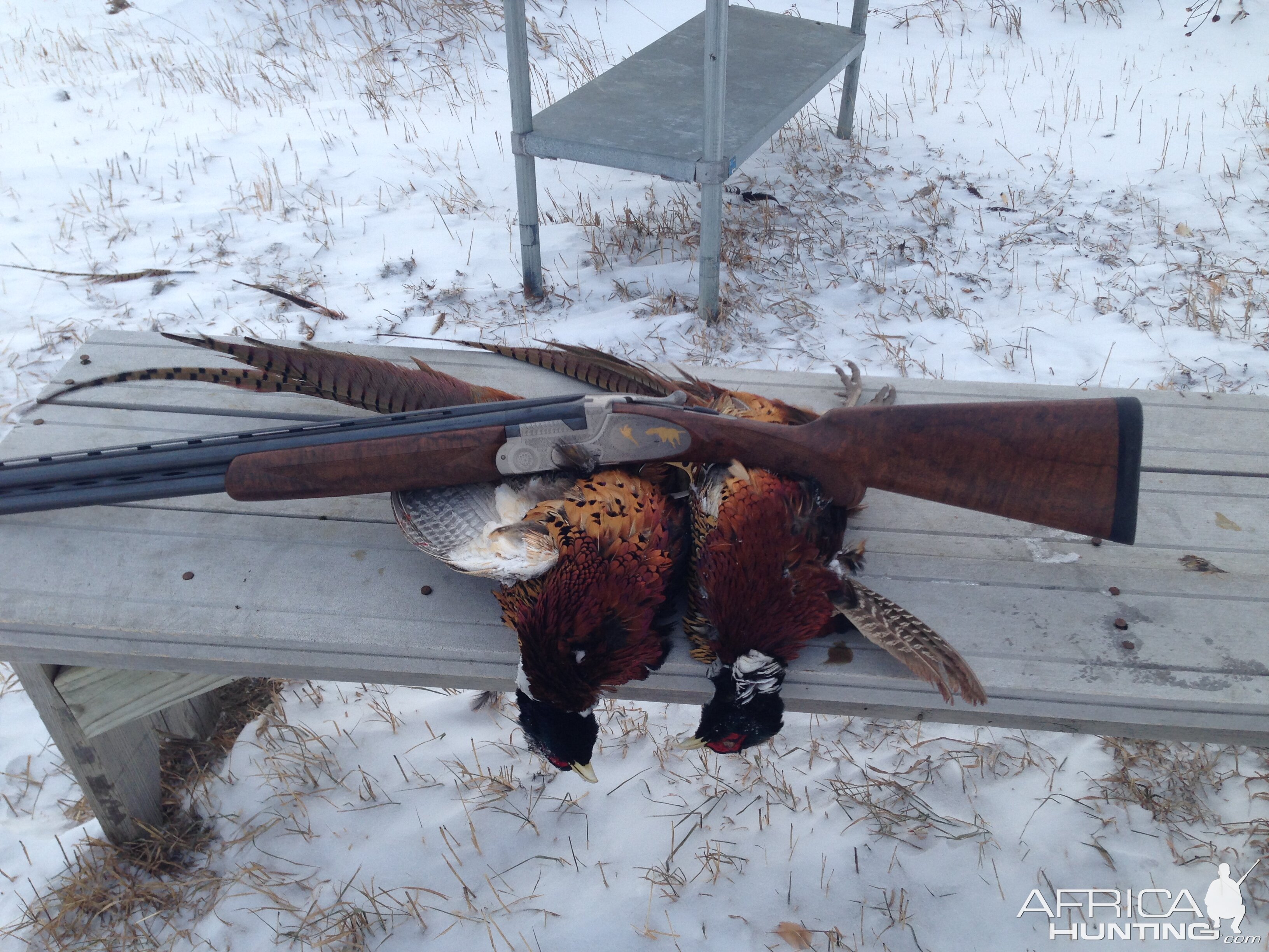 South Dakota pheasants