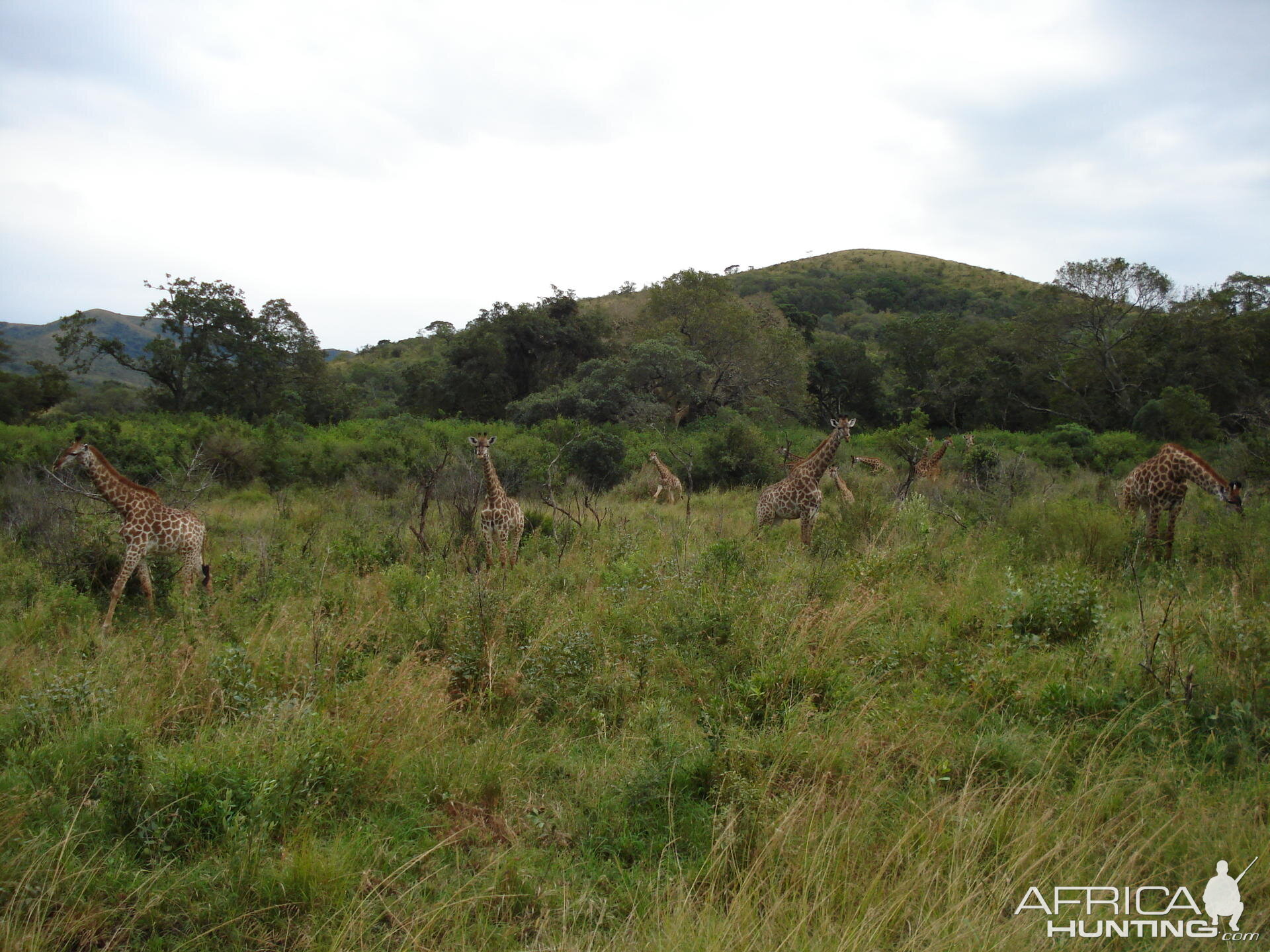 South-East of Pongola, KZN, South Africa