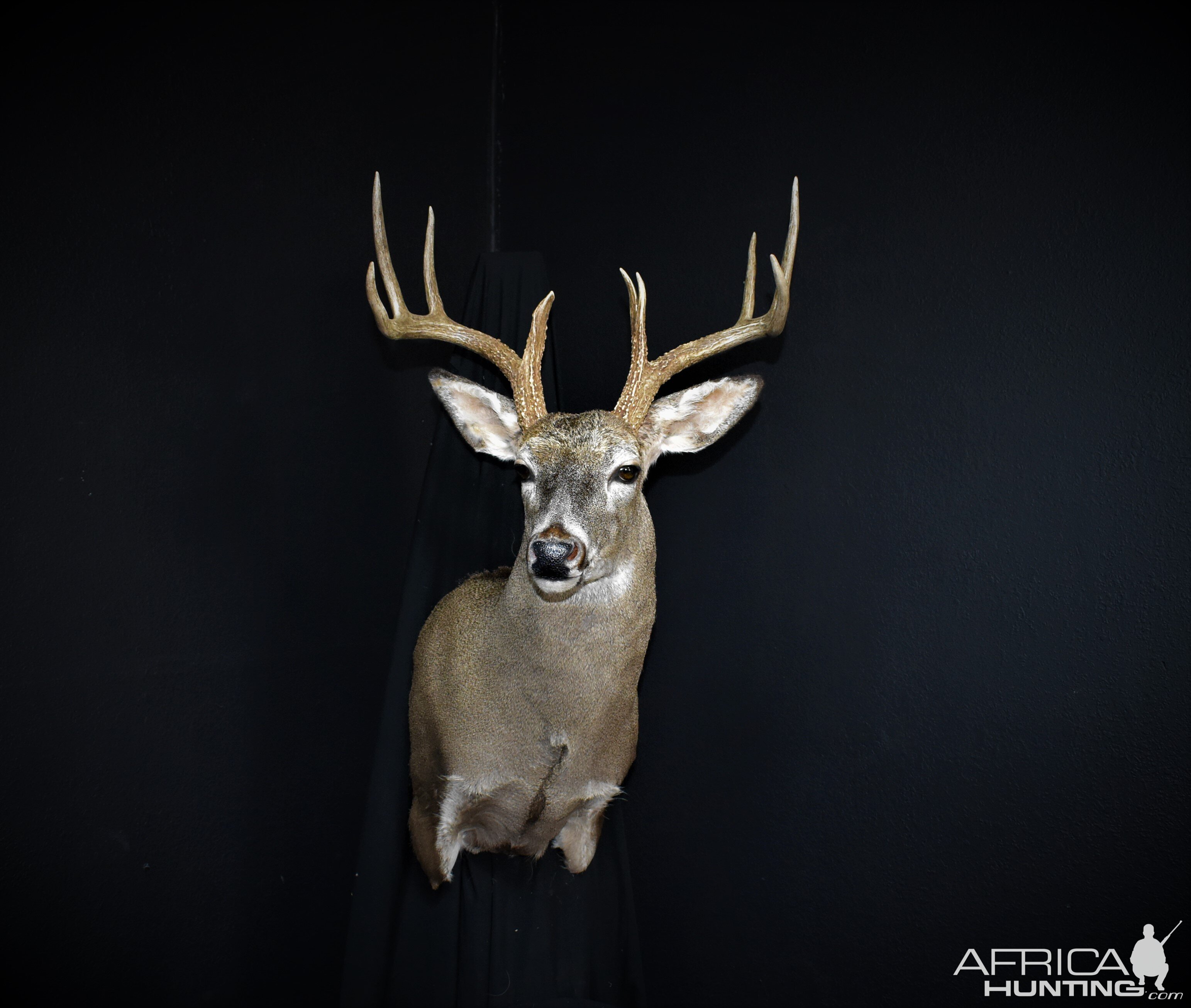 South Texas White-tailed Deer Shoulder Mount Taxidermy