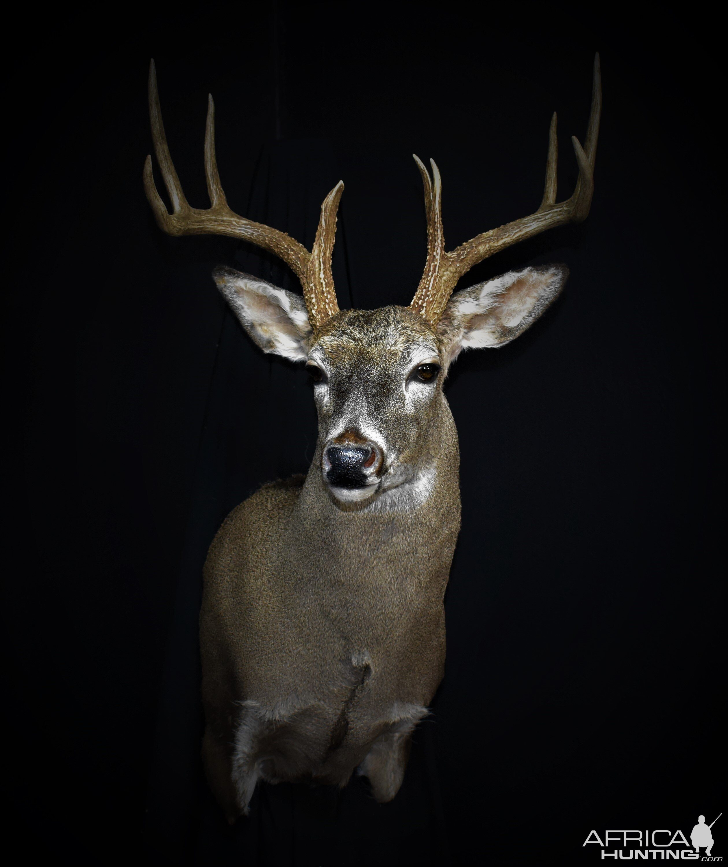 South Texas White-tailed Deer Shoulder Mount Taxidermy