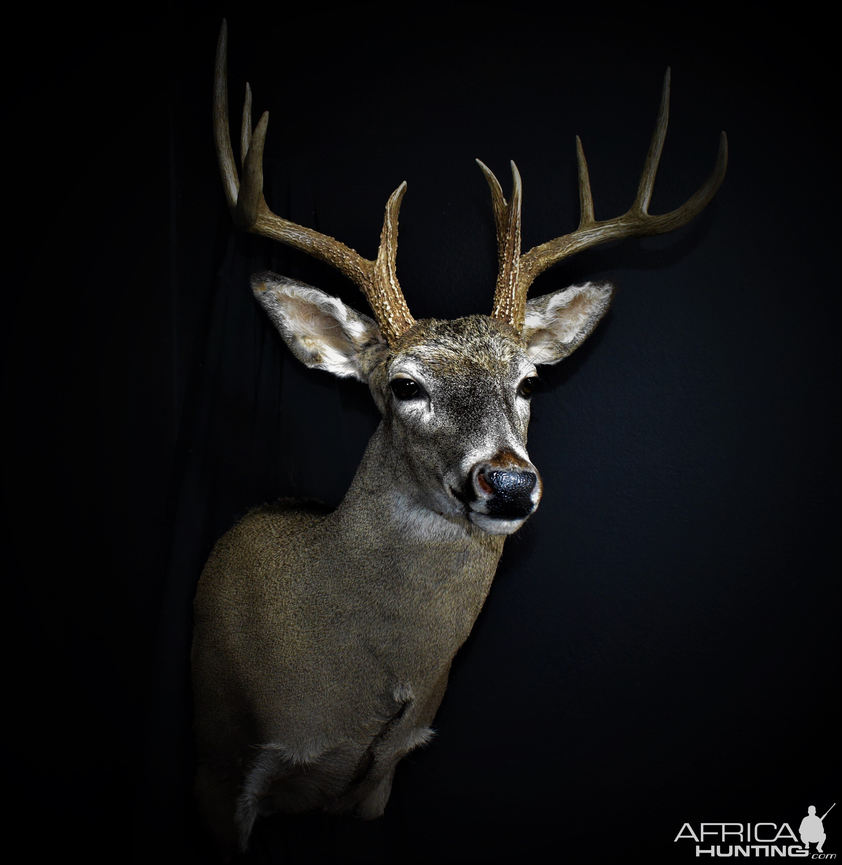 South Texas White-tailed Deer Shoulder Mount Taxidermy