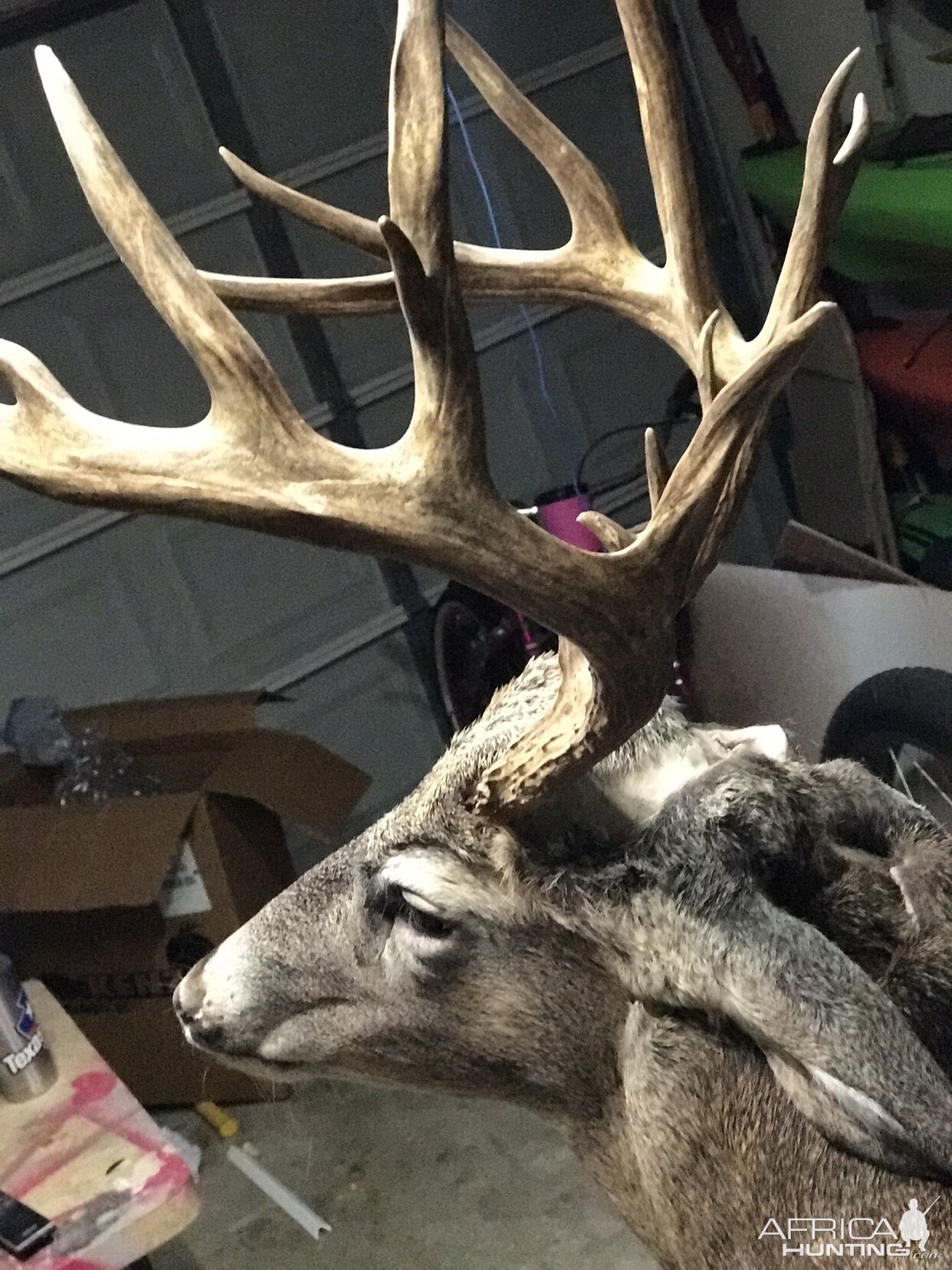 South Texas Whitetail Deer Shoulder Mount Taxidermy