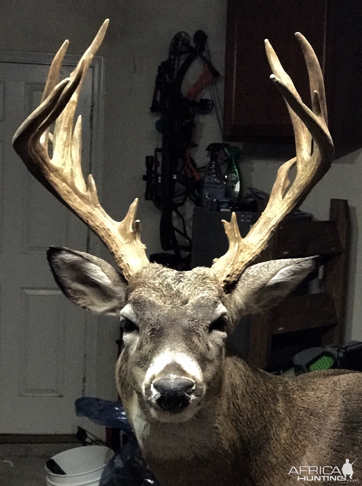 South Texas Whitetail Deer Shoulder Mount Taxidermy