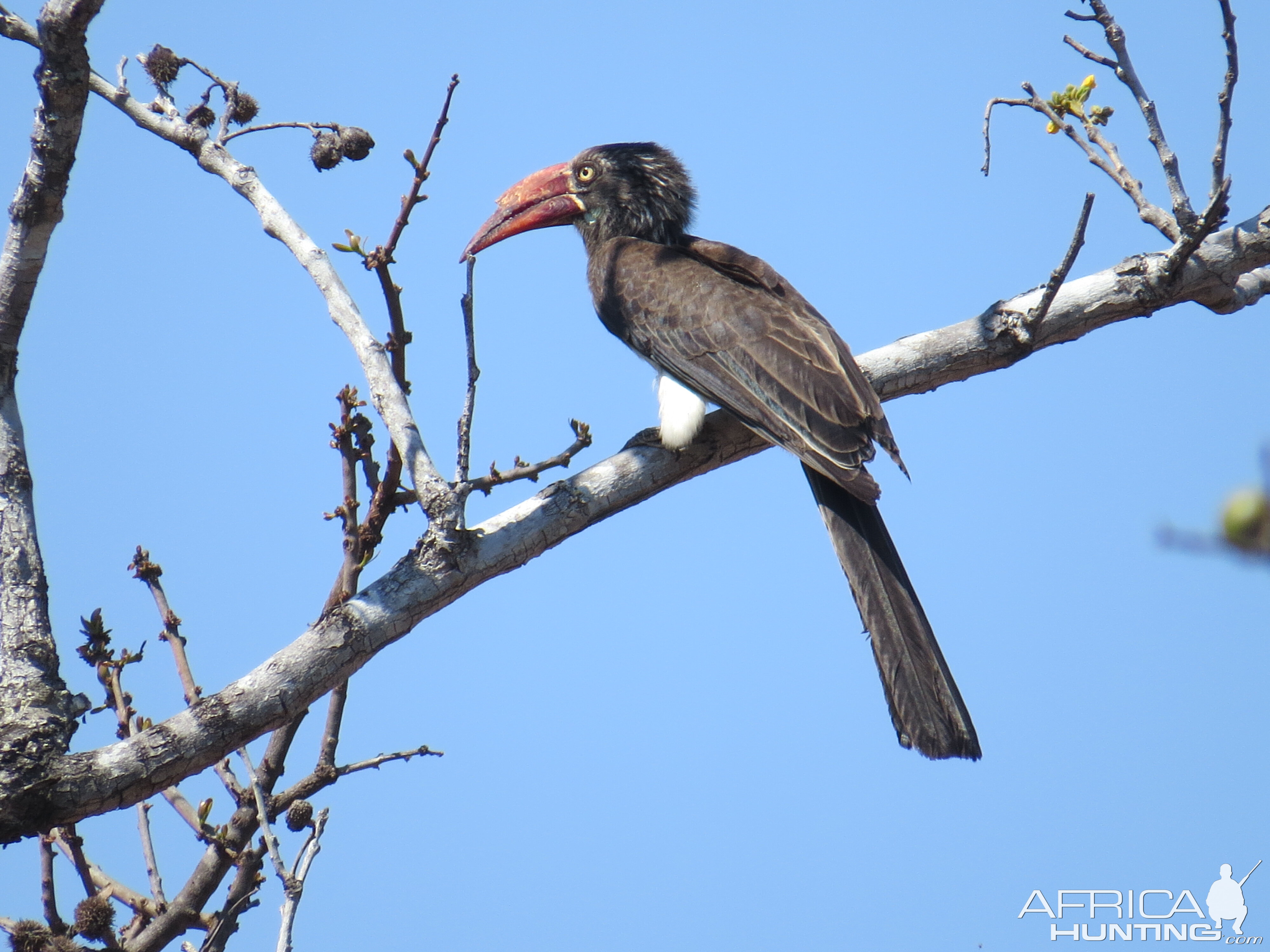 Southern Red-billed Hornbill in Mozambique