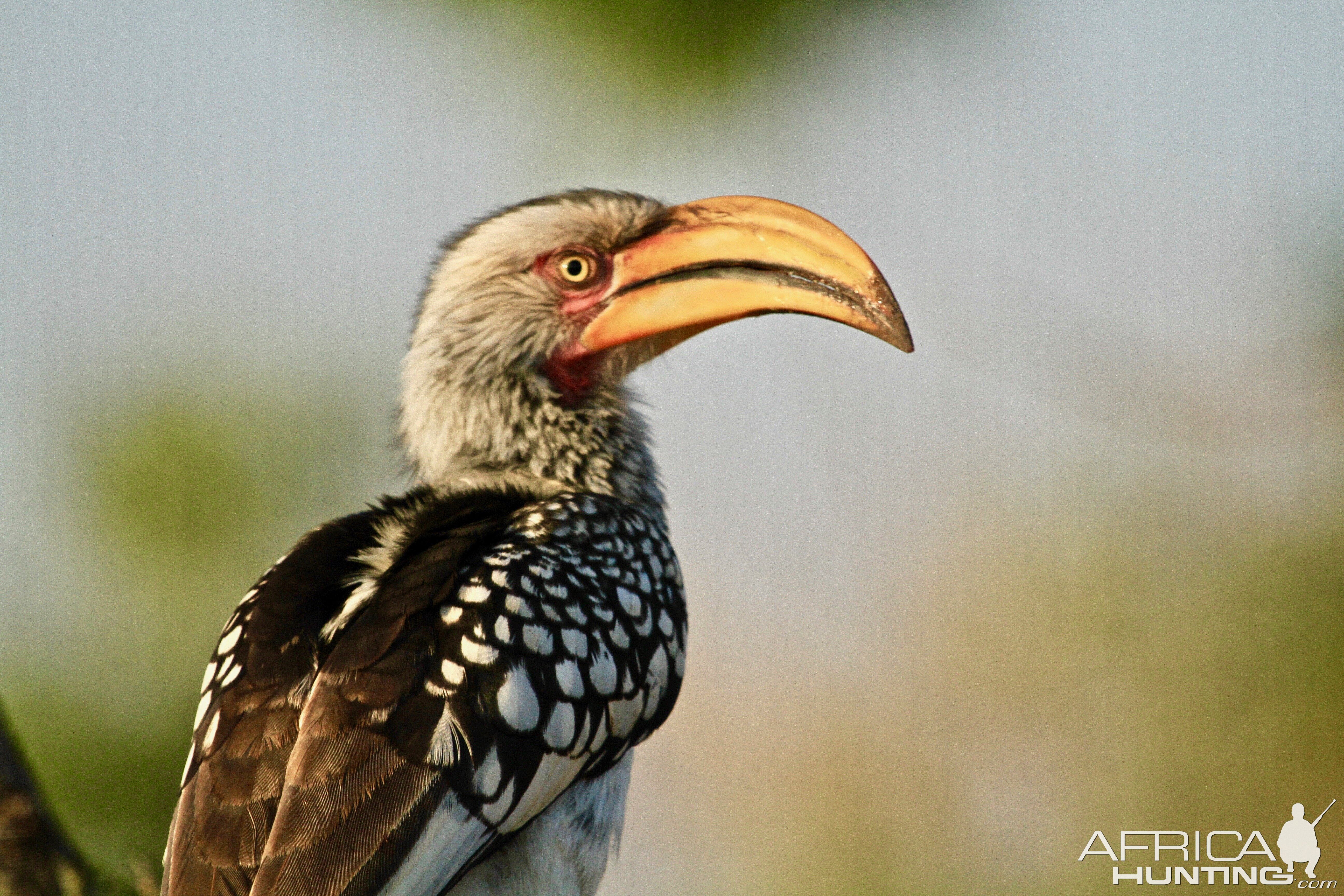 Southern Yellow-billed Hornbil South Africa