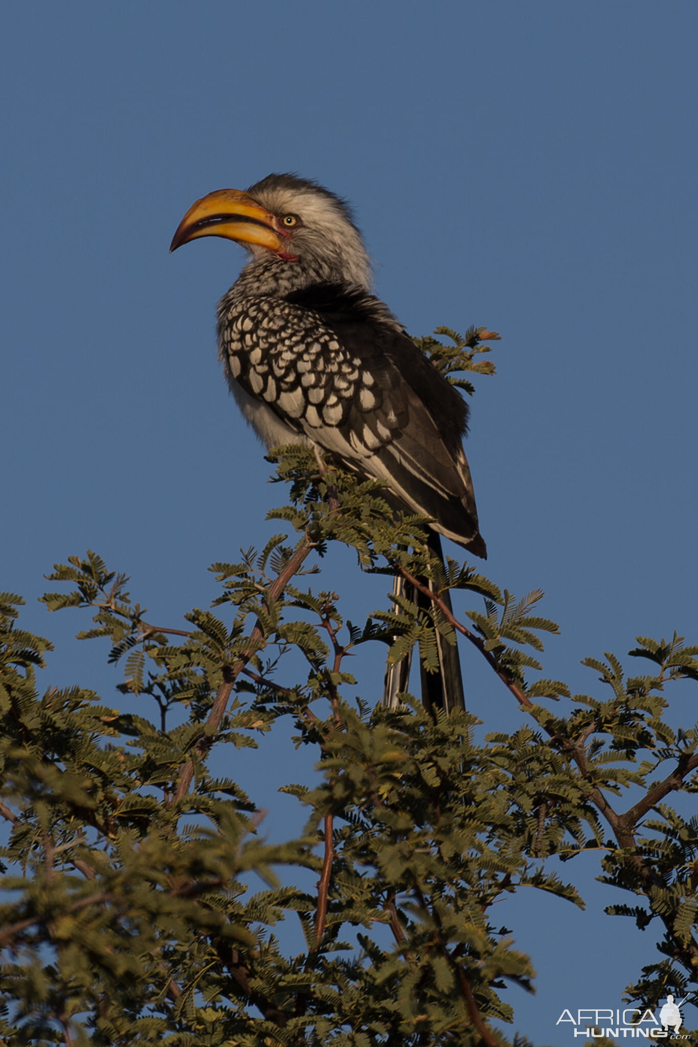 Southern Yellow-billed Hornbill South Africa