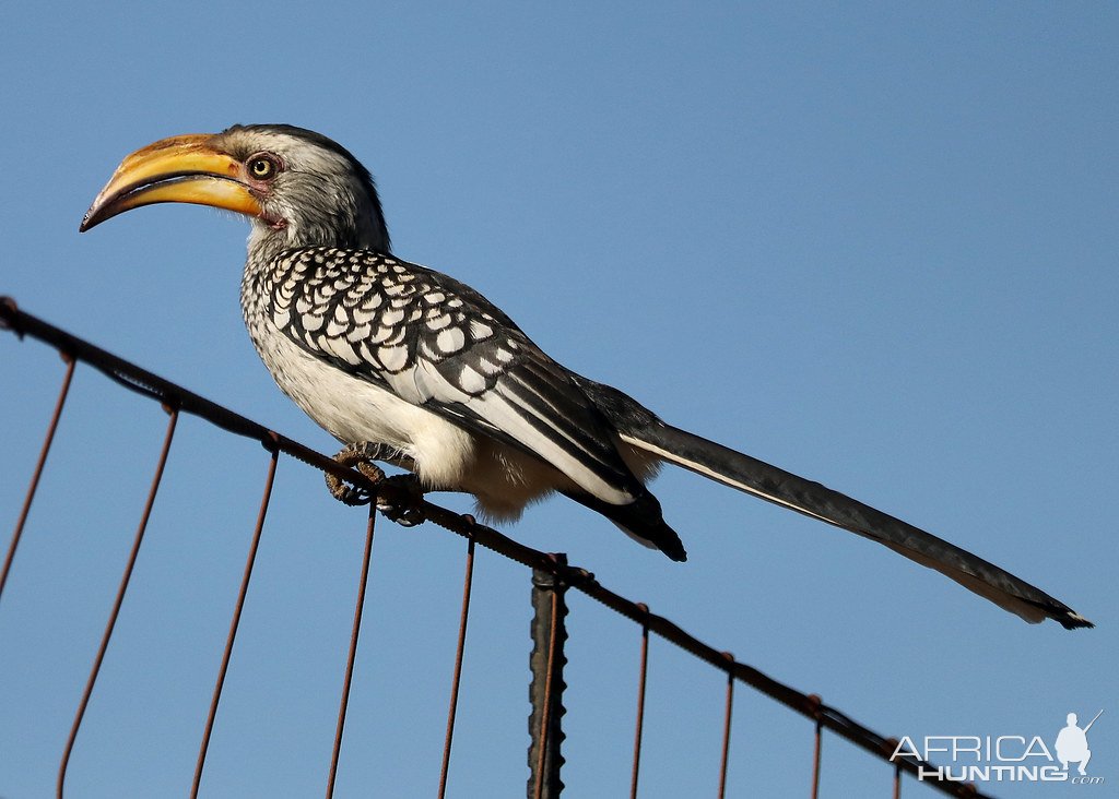 Southern Yellow-Billed Hornbill South Africa