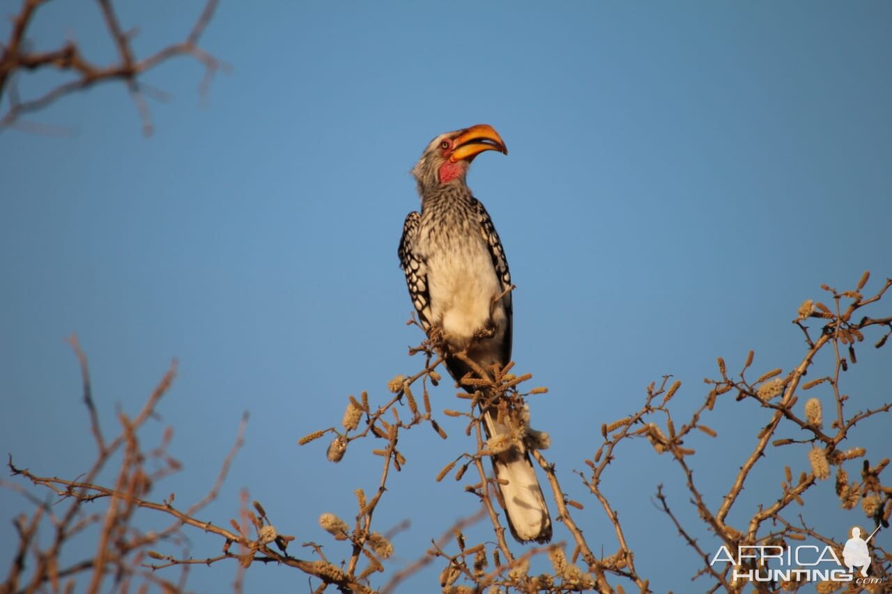 Southern Yellow-Billed Hornbill South Africa