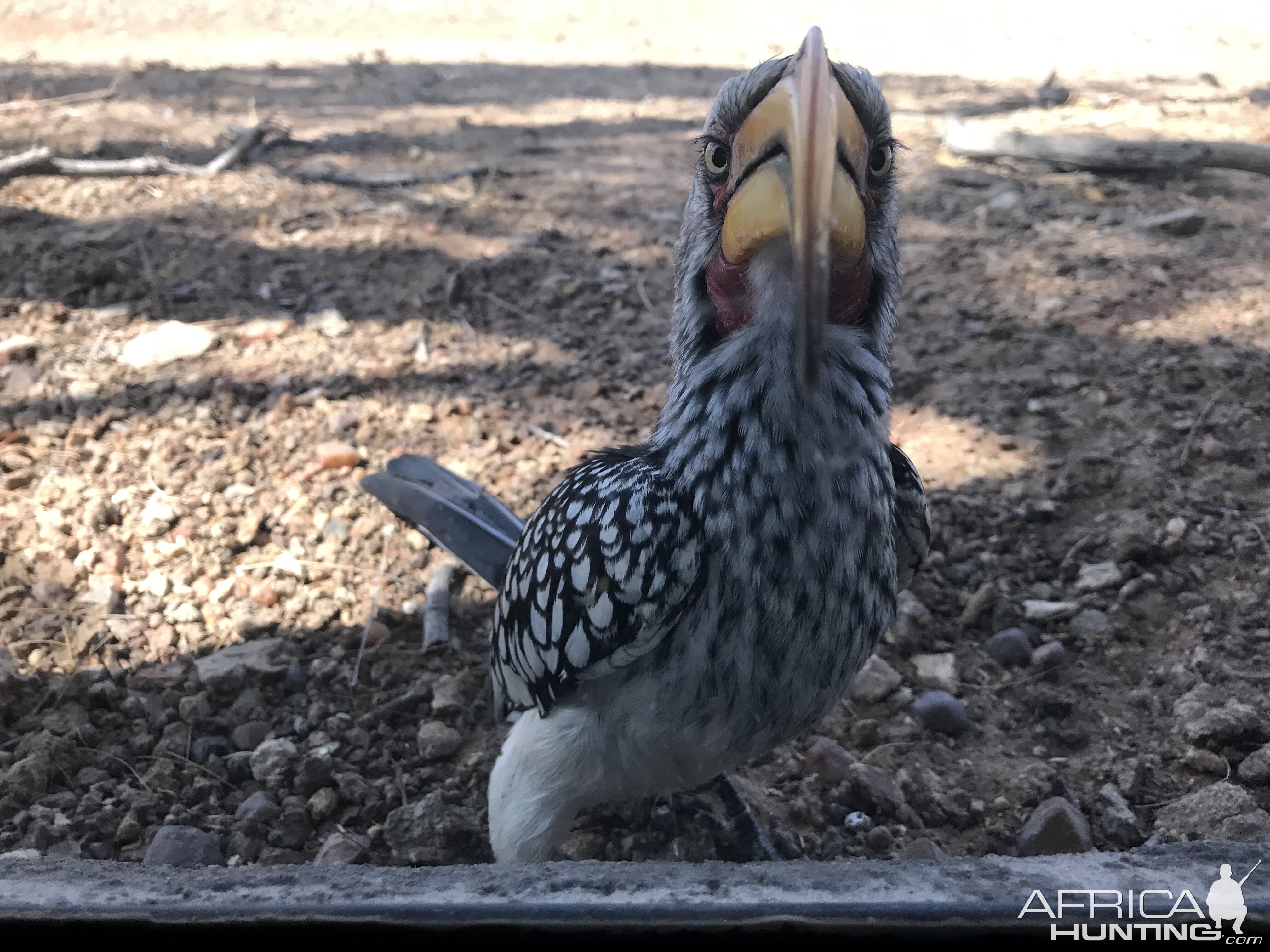 Southern Yellow-billed Hornbill South Africa