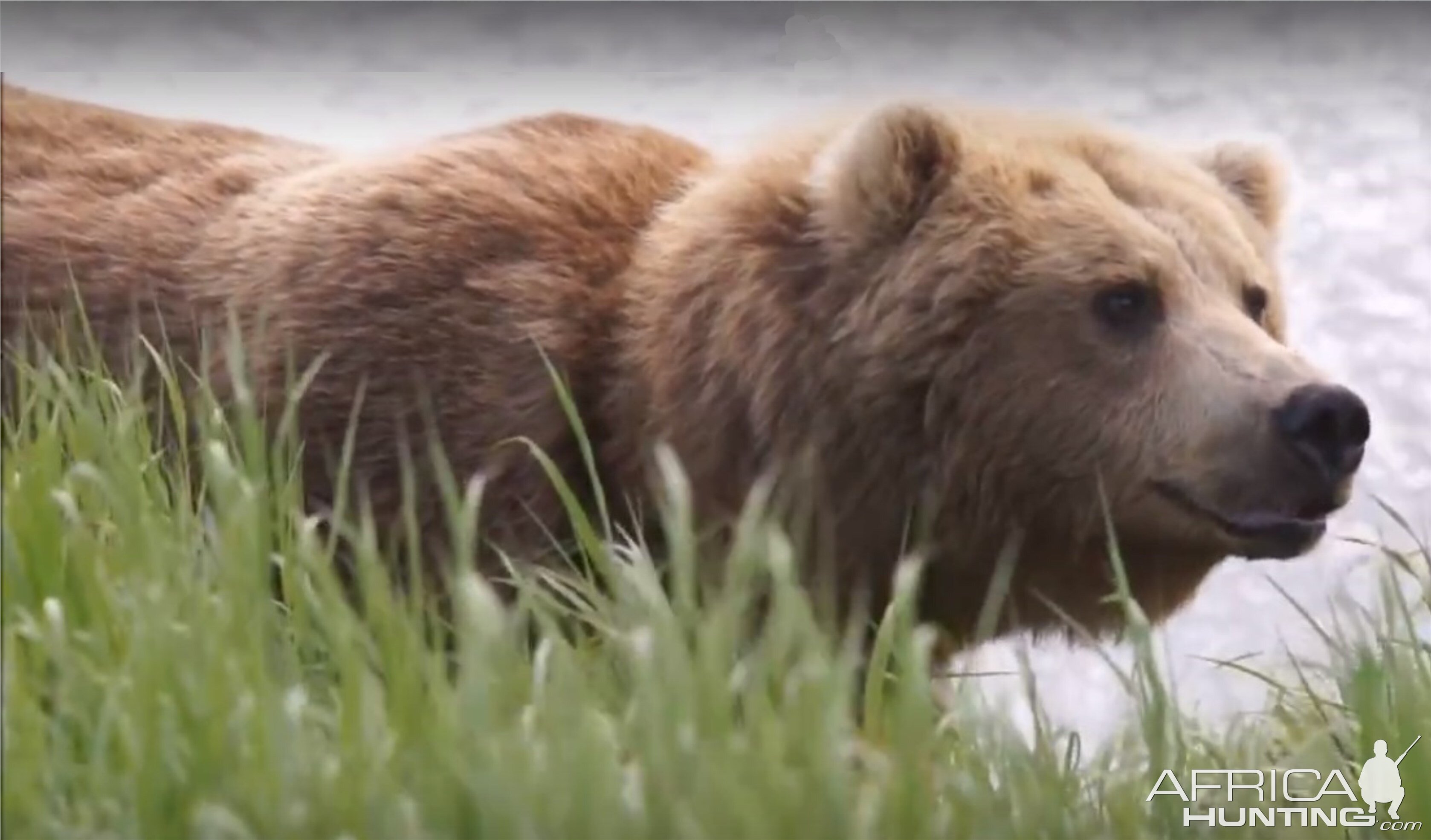 Sow brown bear - McNeil River, Alaska