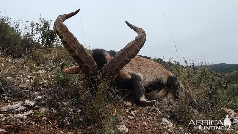 Spain Ibex