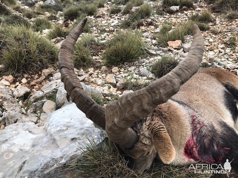 Spain Ibex