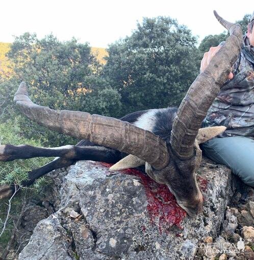 Spain Ibex