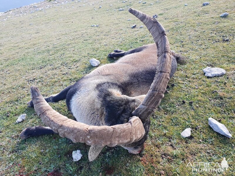 Spain Ibex