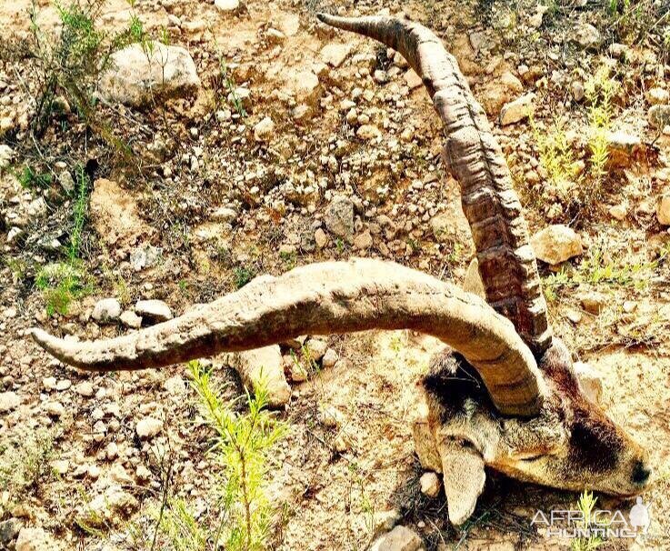 Spain Ibex