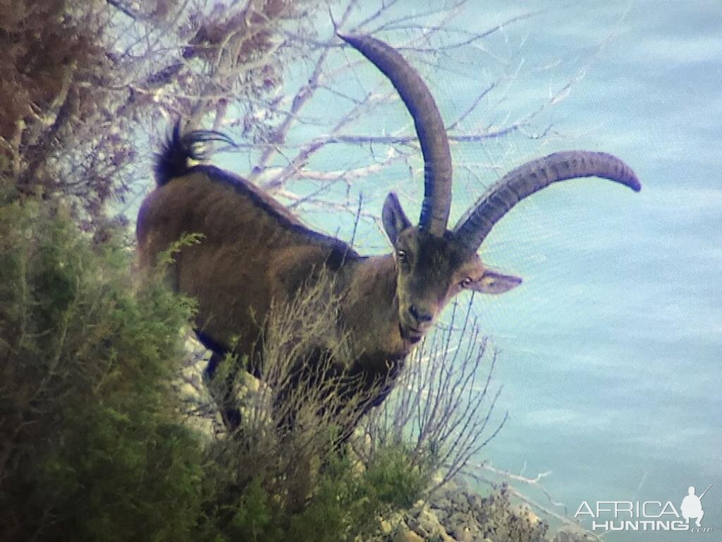 Spain Ibex