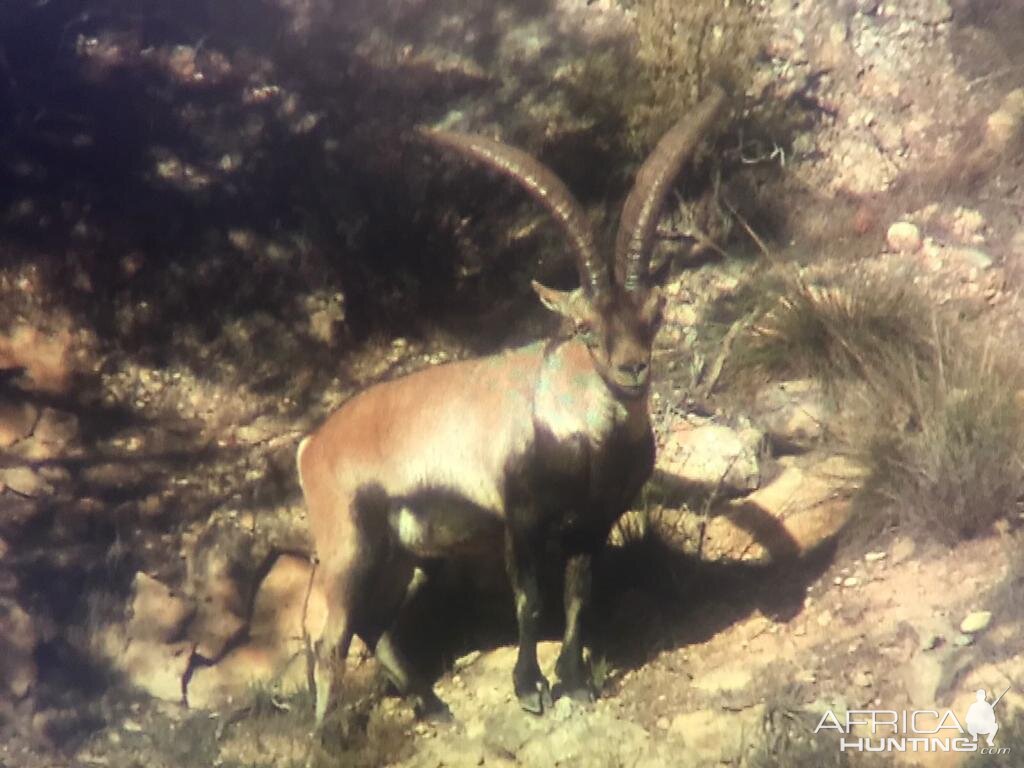 Spain Ibex