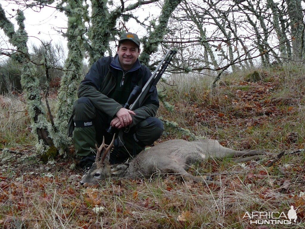 Spanish Roe Deer