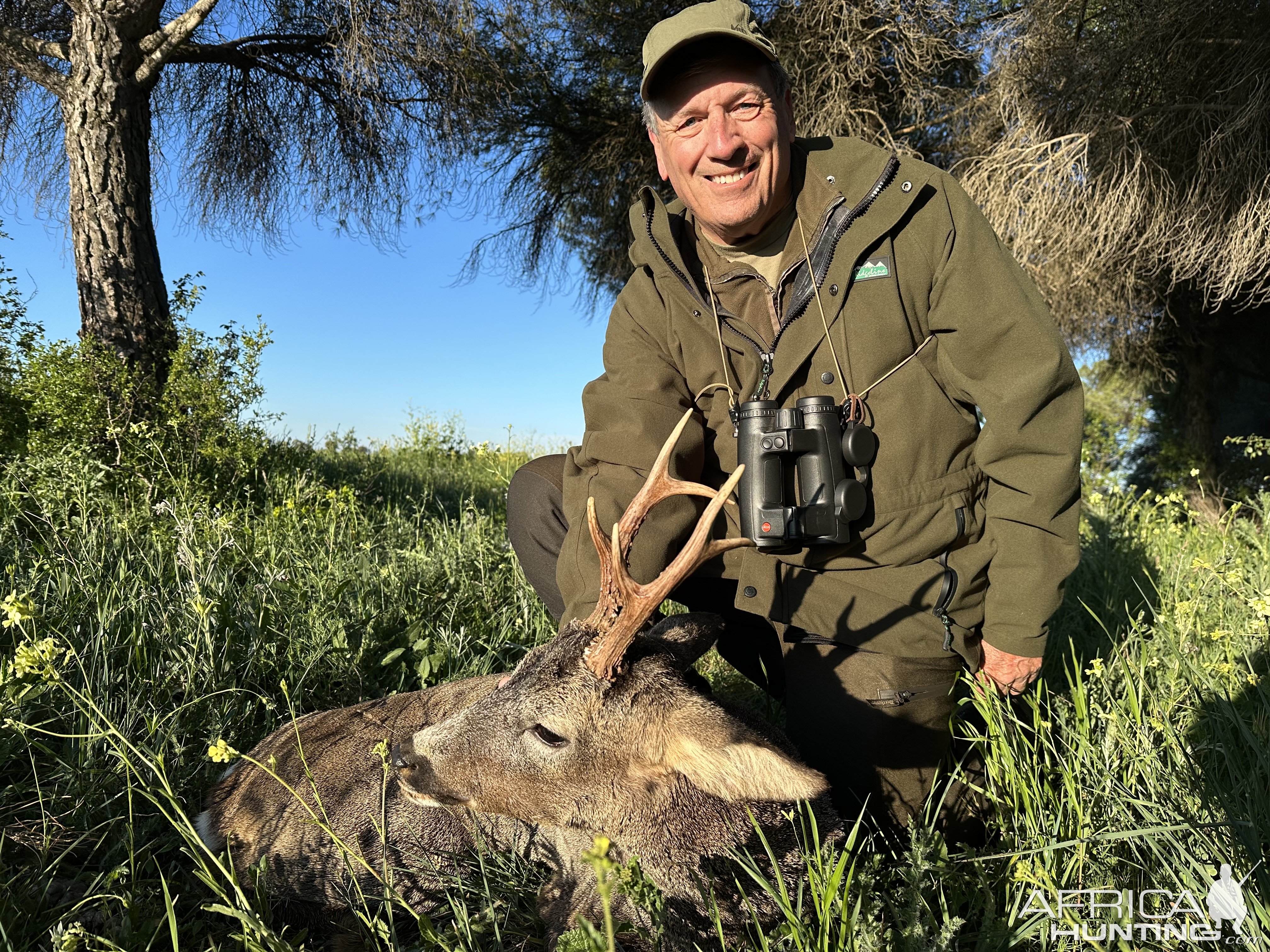 Spanish Roebuck