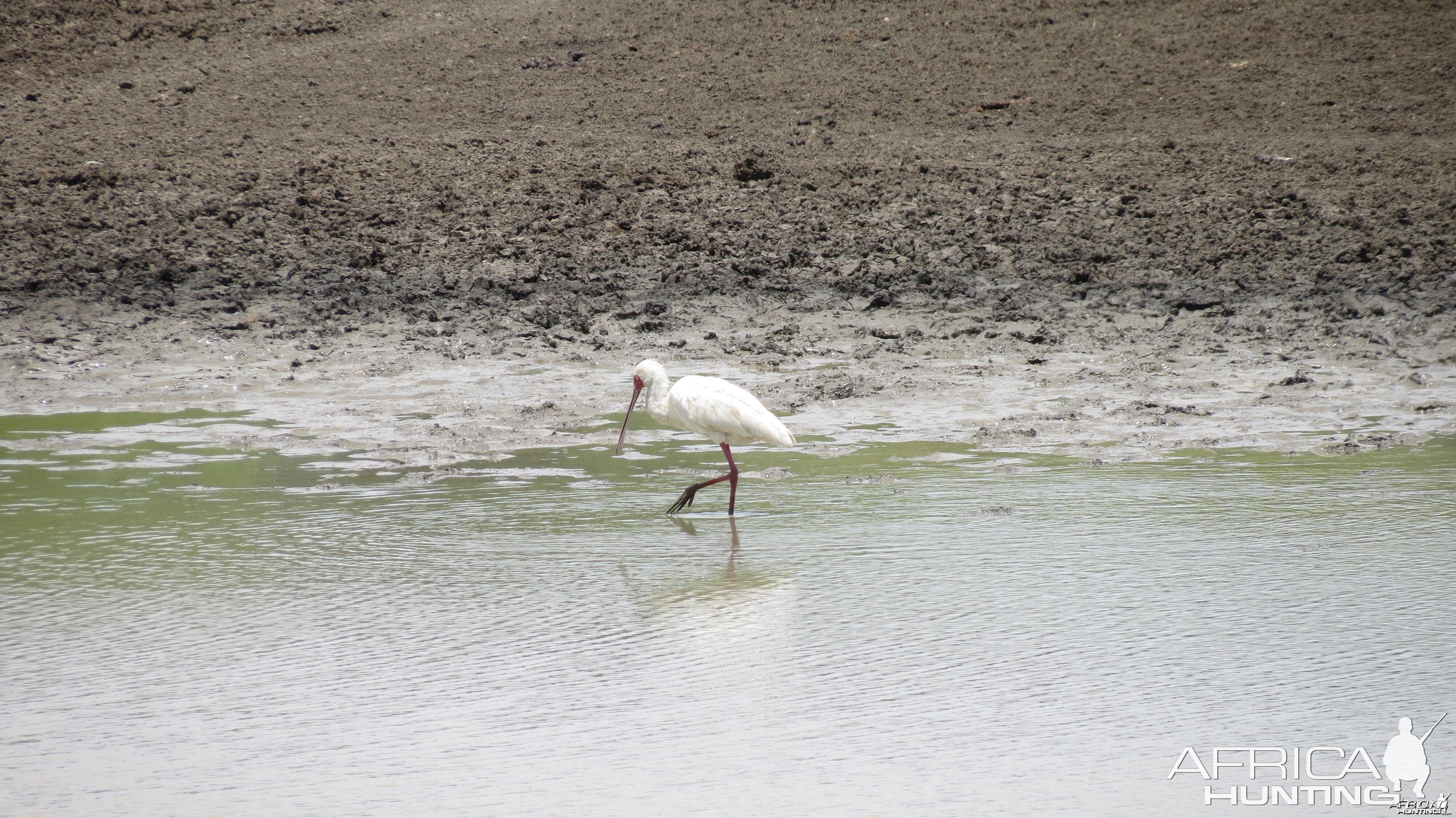 Spatula Namibia