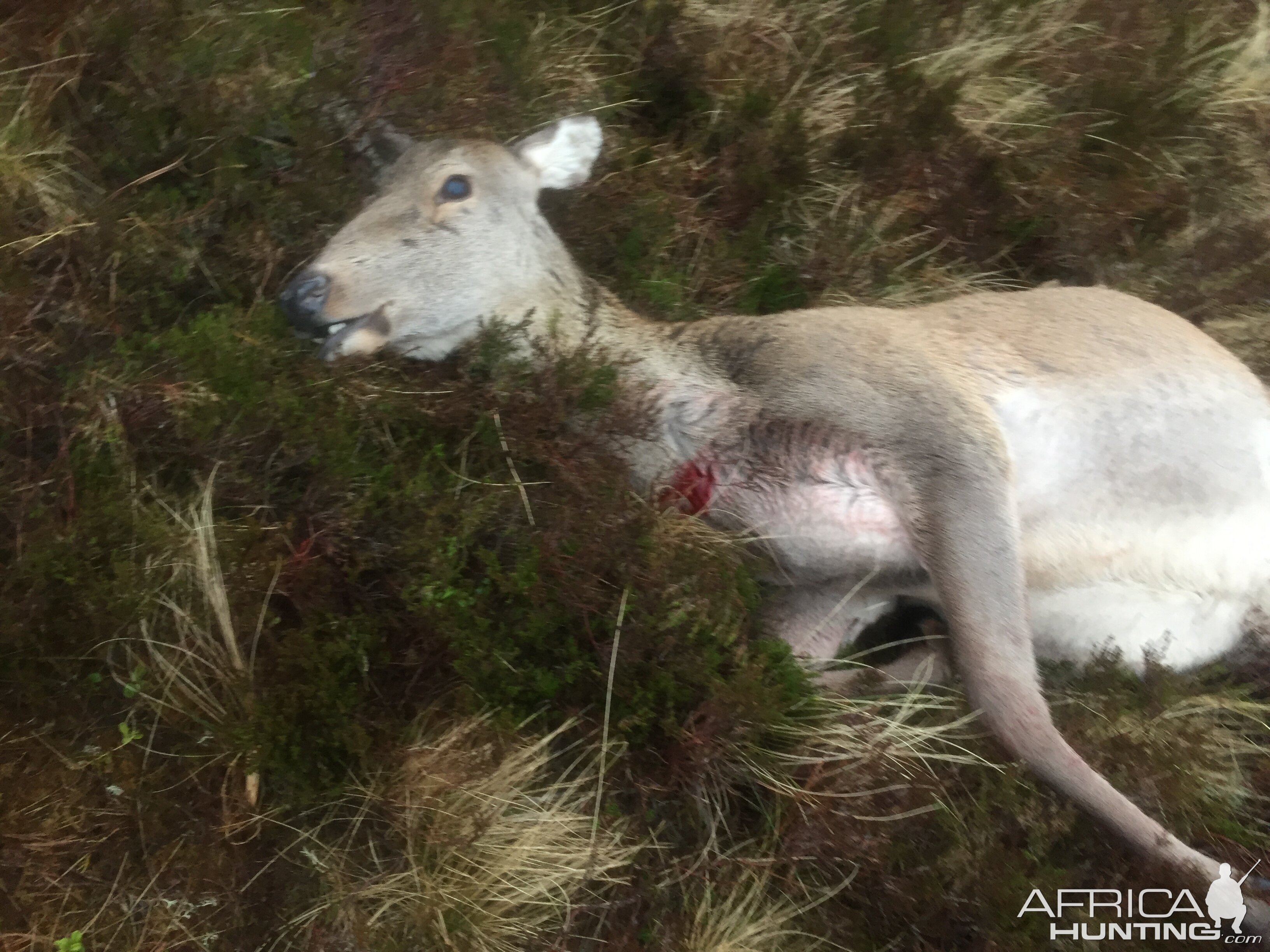 Spean Bridge Scotland - Red Hind