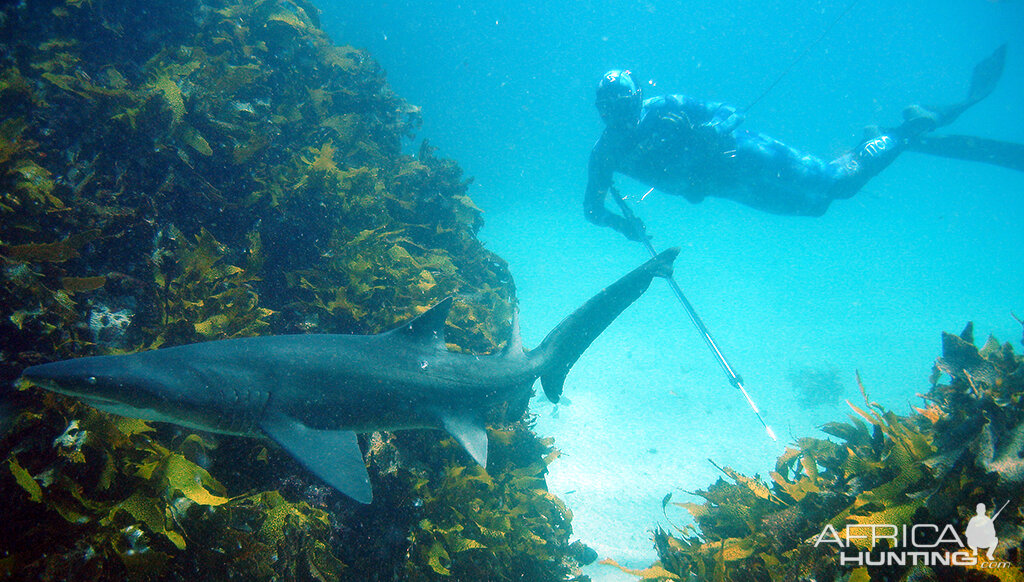 Spearfishing